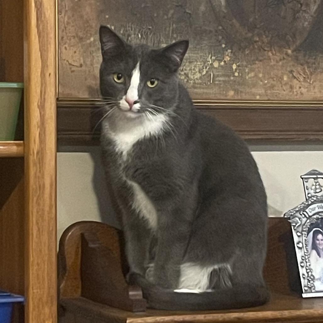Enlarge Mick (Michelob), a Adoptable Domestic Medium Hair in Germantown, MD image 6/6