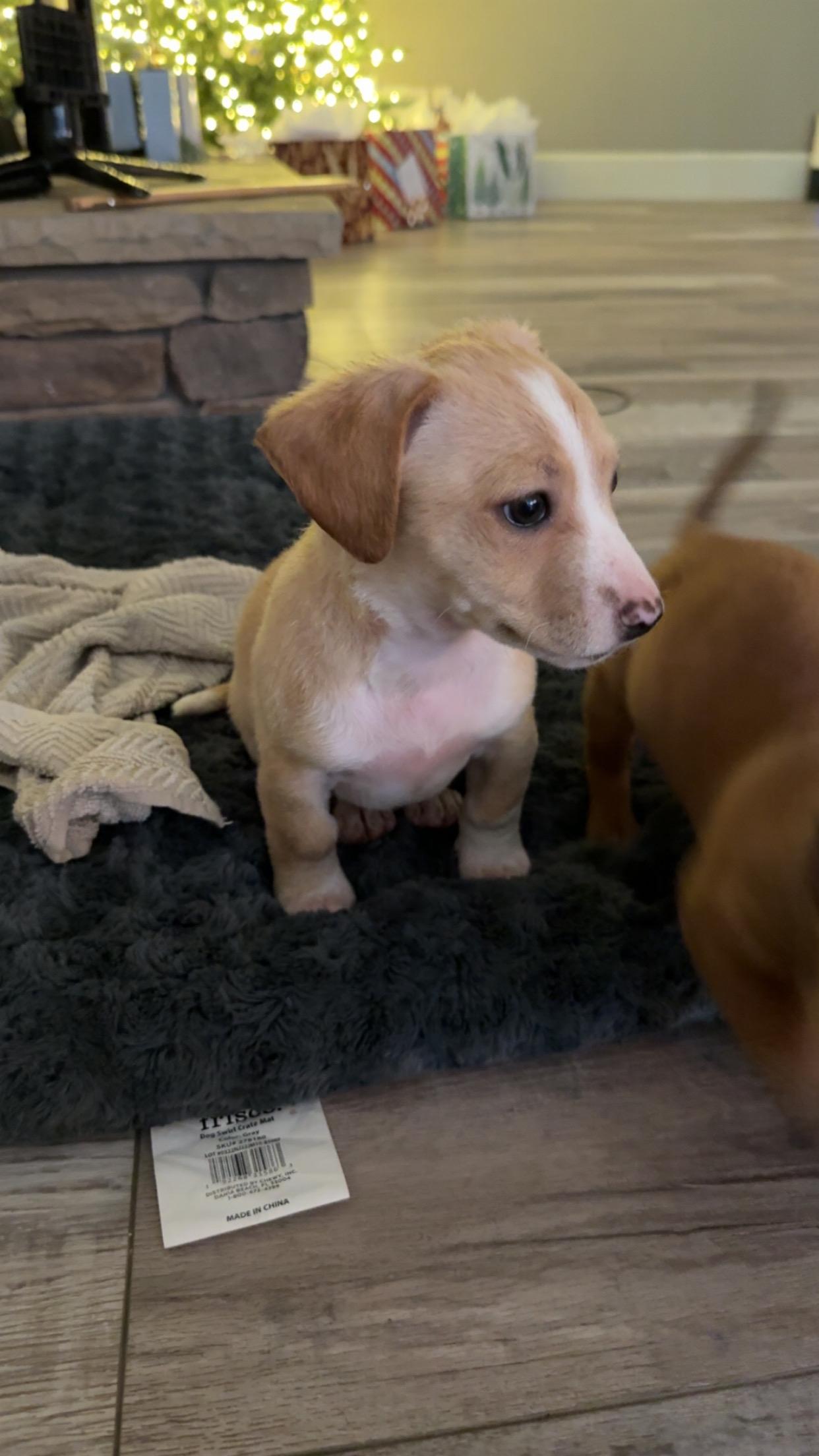 Enlarge PIna Colada, a ADOPTABLE mixed breed in Penryn, CA image 1/2