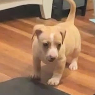 PIna Colada, ADOPTABLE, Young Female Dachshund.