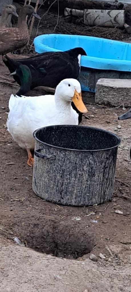 Enlarge Batman, a Adoptable Duck in Eagle Mountain, UT image 1/2