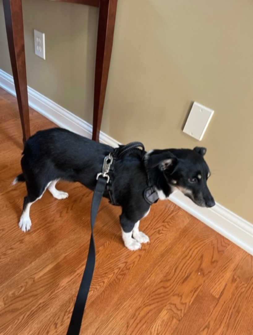 Captain Jack Russell , a Adoptable mixed breed in Greenfield, OH image 1/9