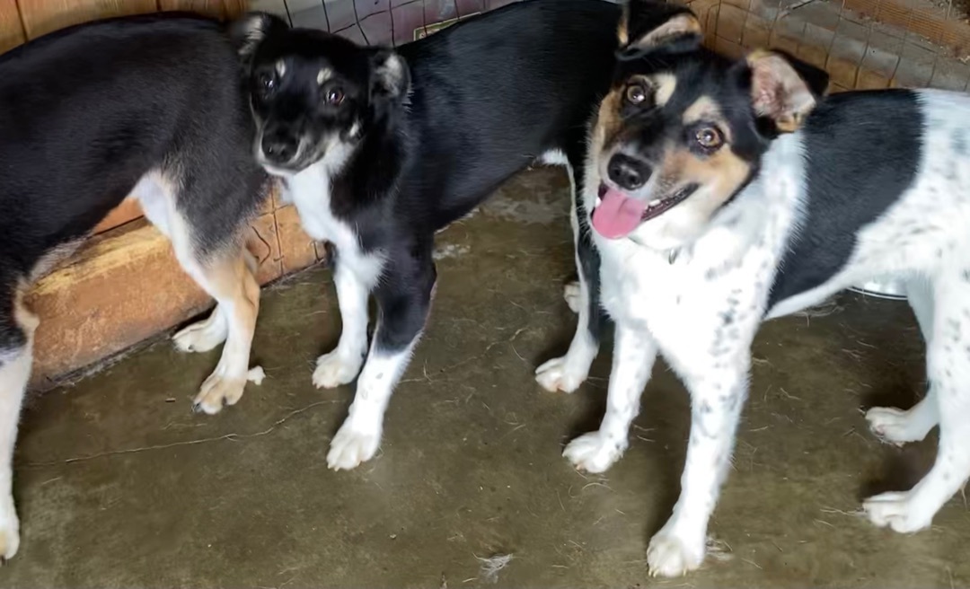 Captain Jack Russell , a Adoptable mixed breed in Greenfield, OH image 3/9