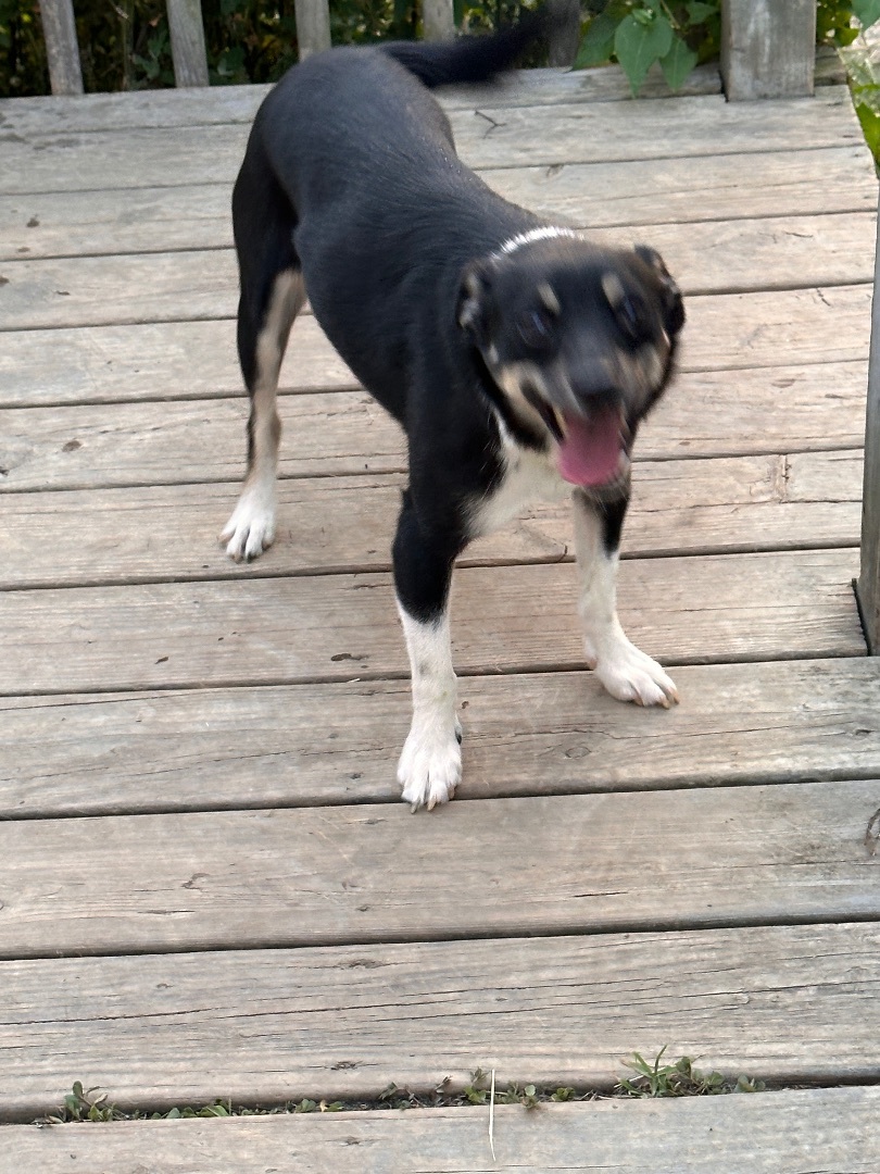 Captain Jack Russell , Adoptable, Puppy Male Jack Russell Terrier & Cattle Dog.