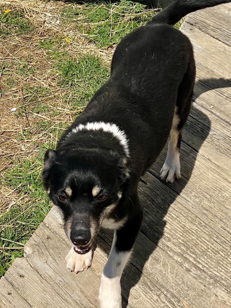 Captain Jack Russell , a Adoptable mixed breed in Greenfield, OH image 5/9