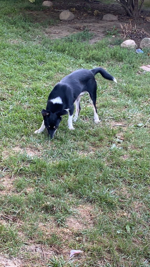 Captain Jack Russell , a Adoptable mixed breed in Greenfield, OH image 6/9