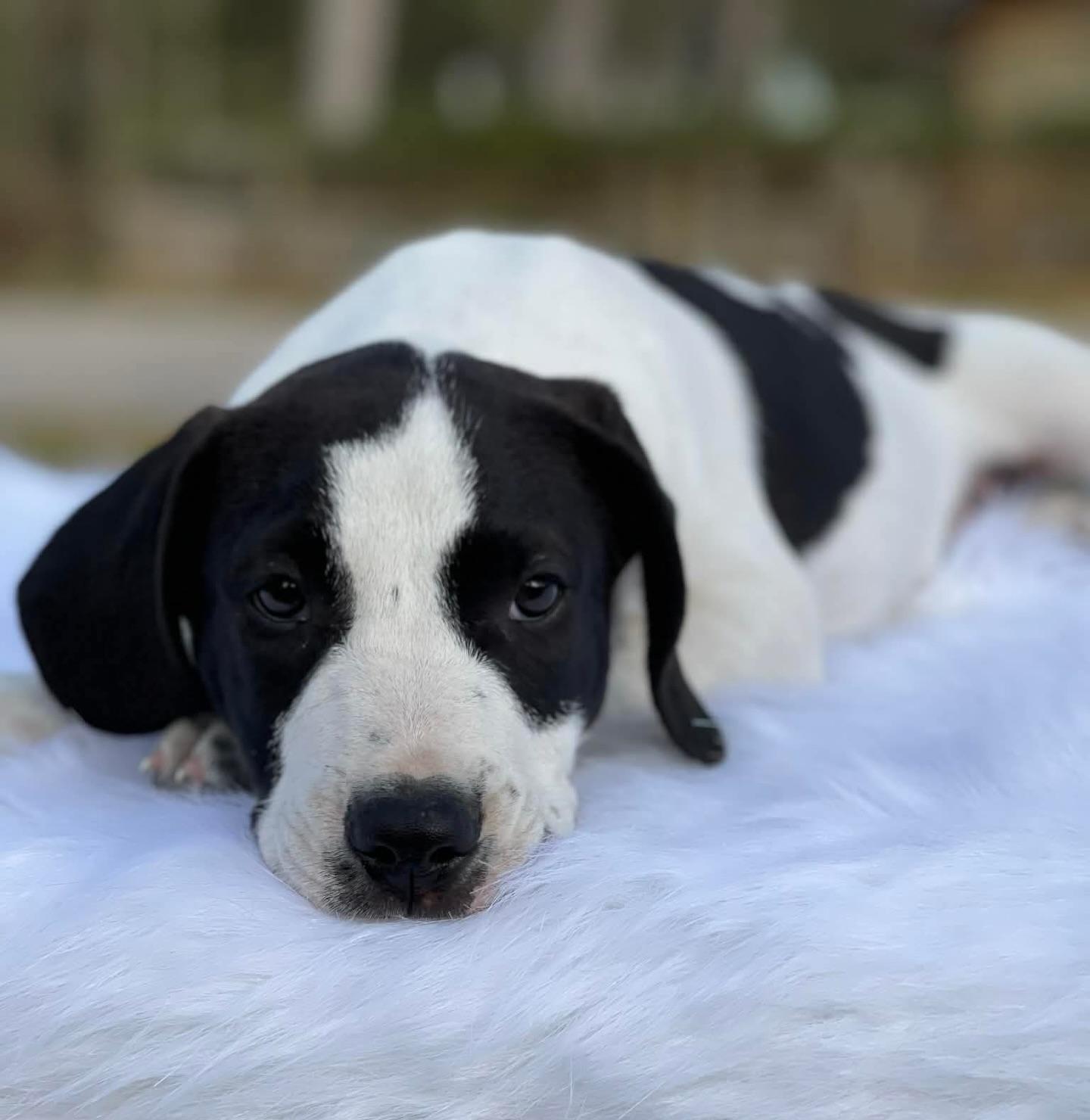 Enlarge Poblano, a ADOPTABLE mixed breed in Salem, NH image 3/3