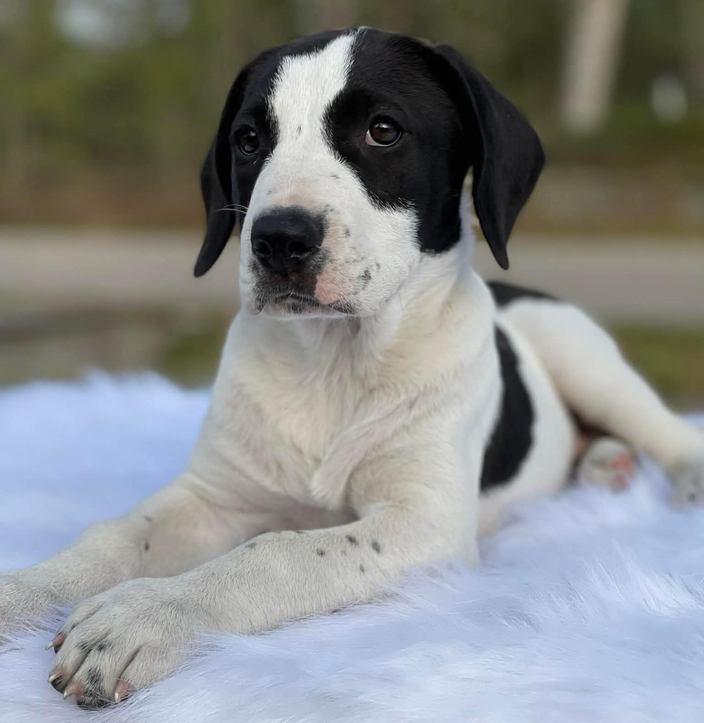 Enlarge Poblano, a ADOPTABLE mixed breed in Salem, NH image 1/3
