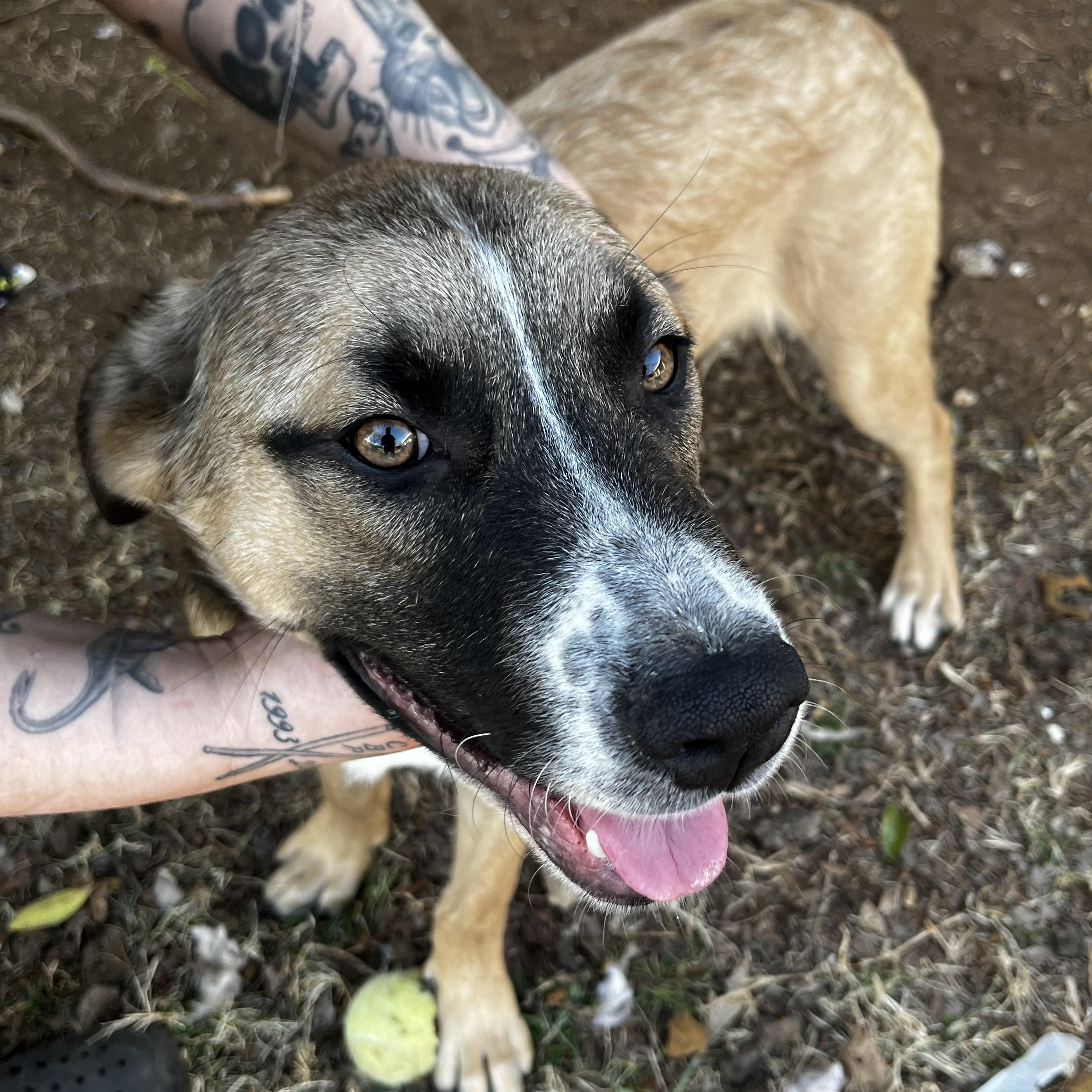 Enlarge Bandito, a Adoptable mixed breed in Pottsboro, TX image 1/5