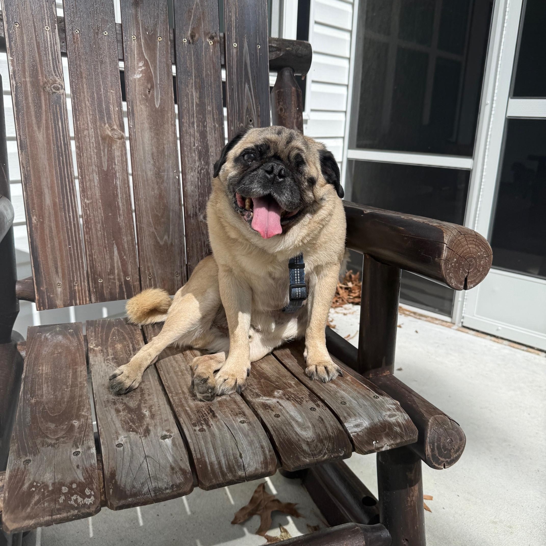 Porter, Adoptable, Senior Male Pug.