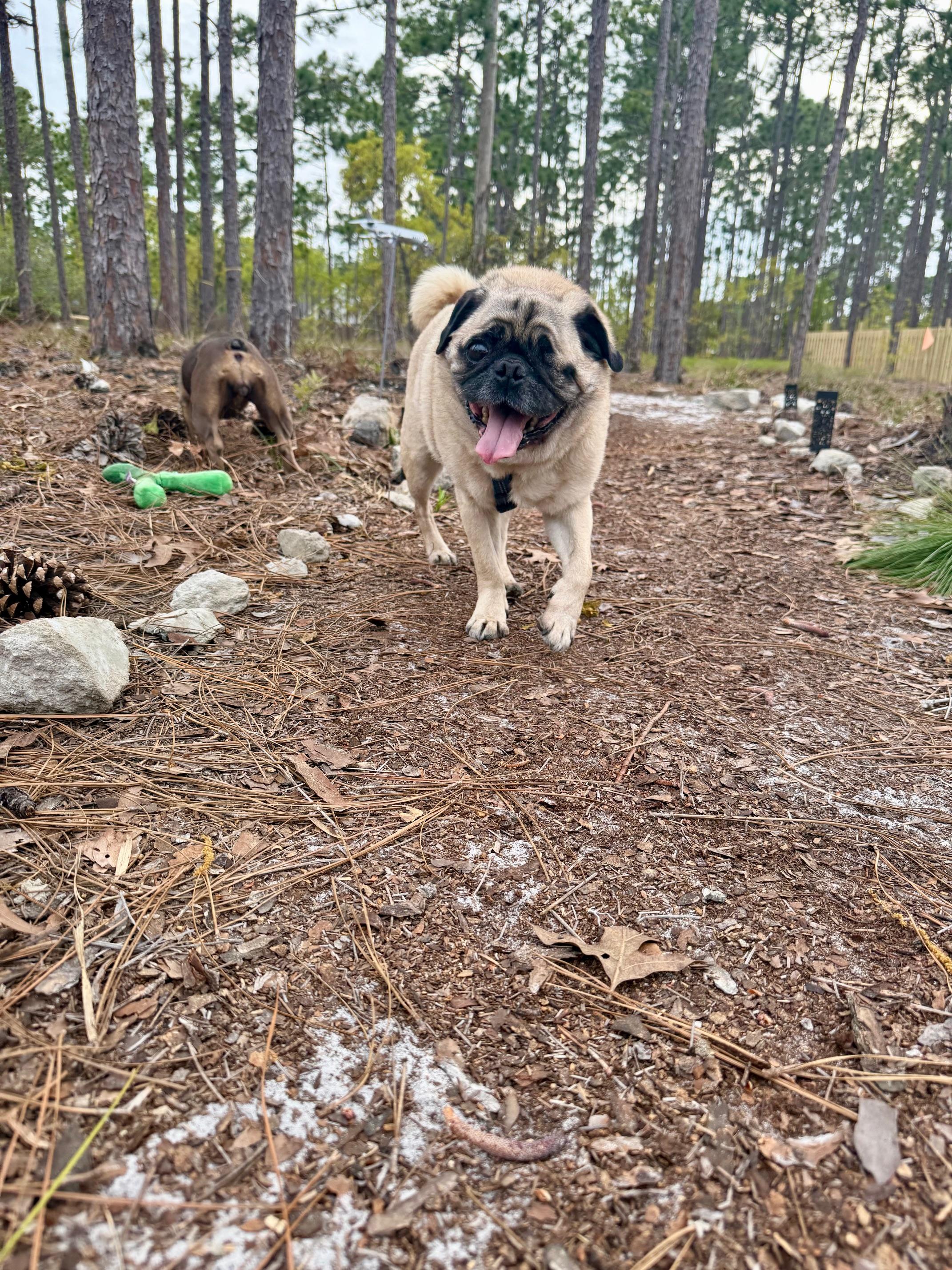 Porter, a Adoptable Pug image 3/4