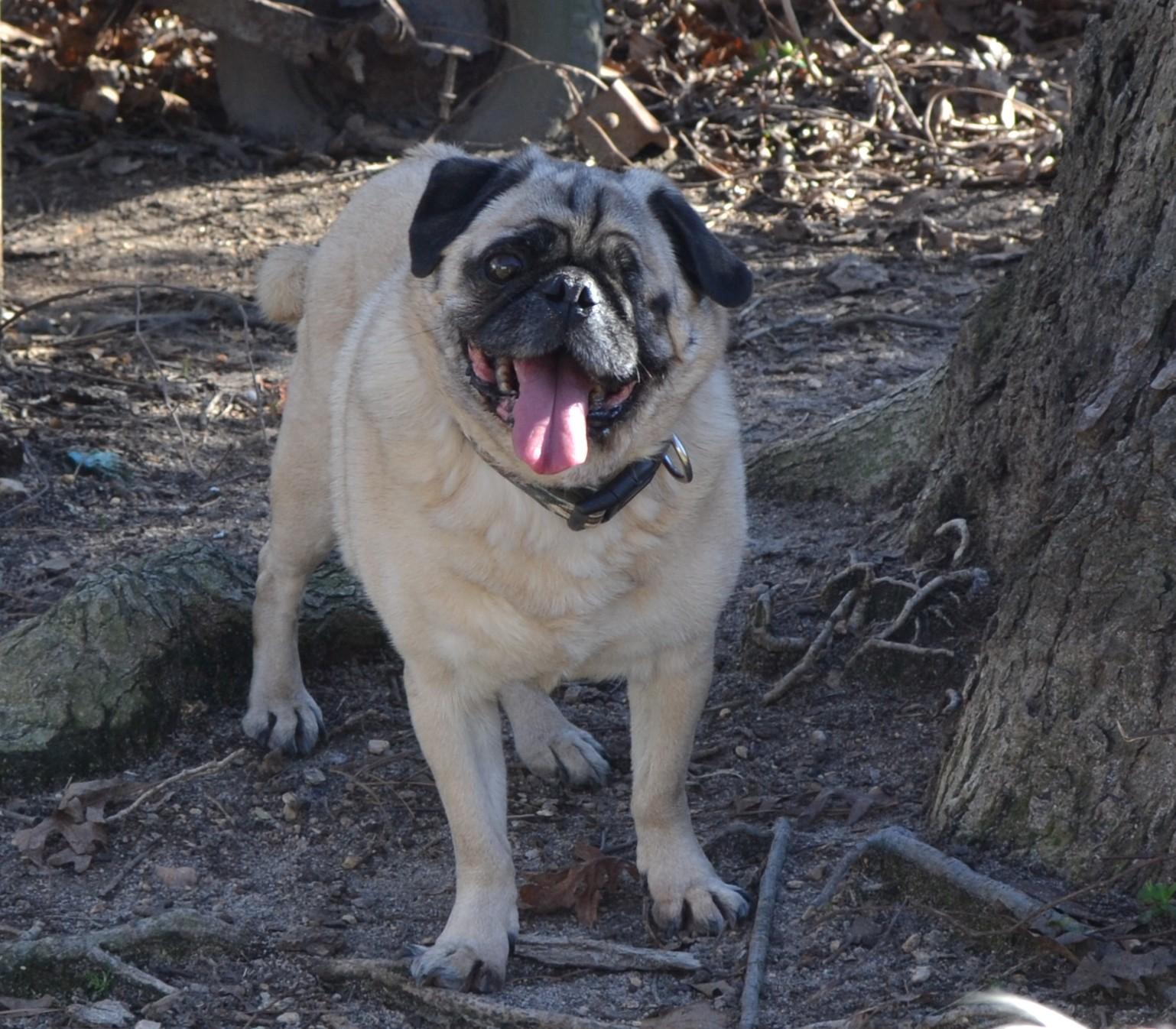 Porter, a Adoptable Pug image 2/4