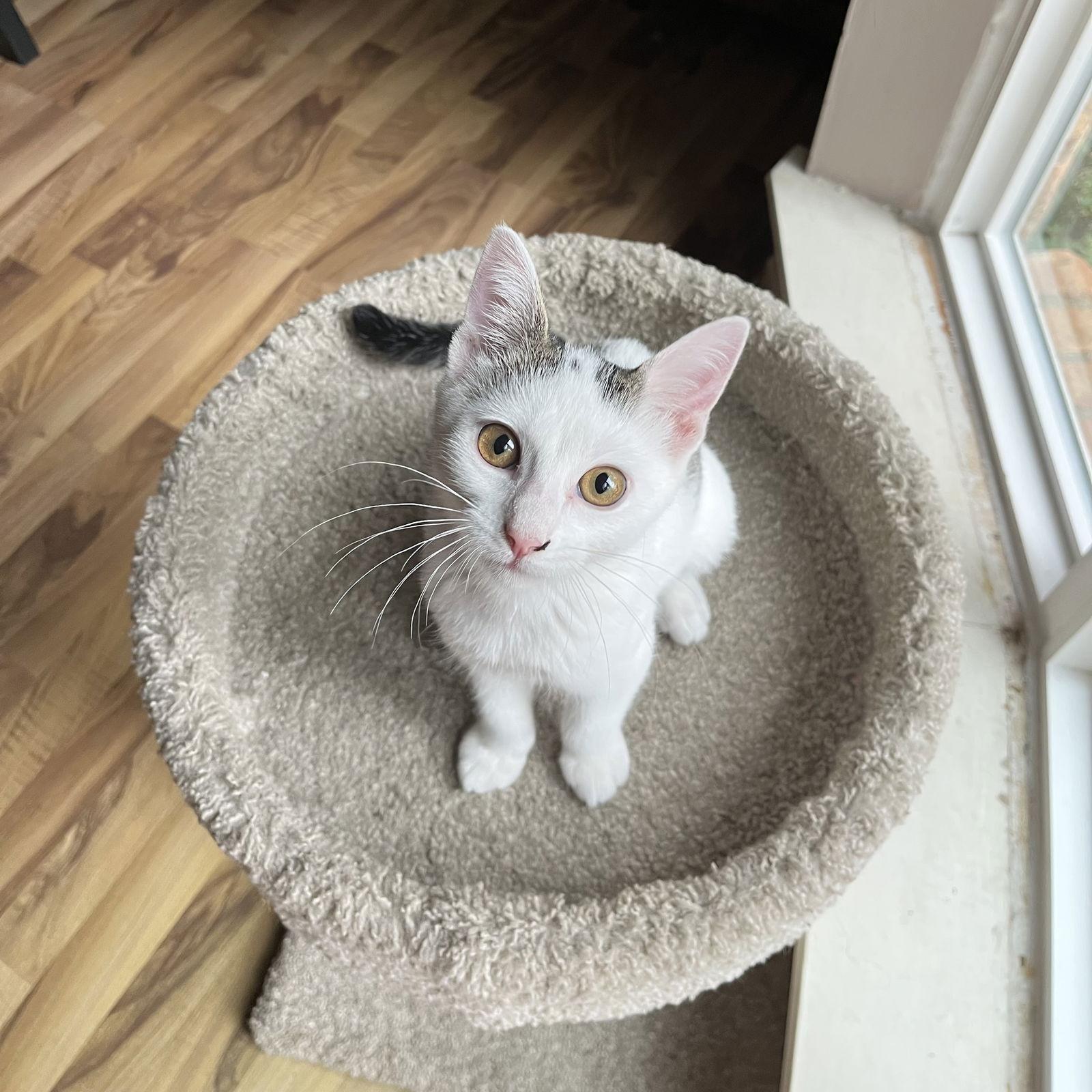 Melrose, a Adoptable Domestic Short Hair in McKinney, TX image 1/3