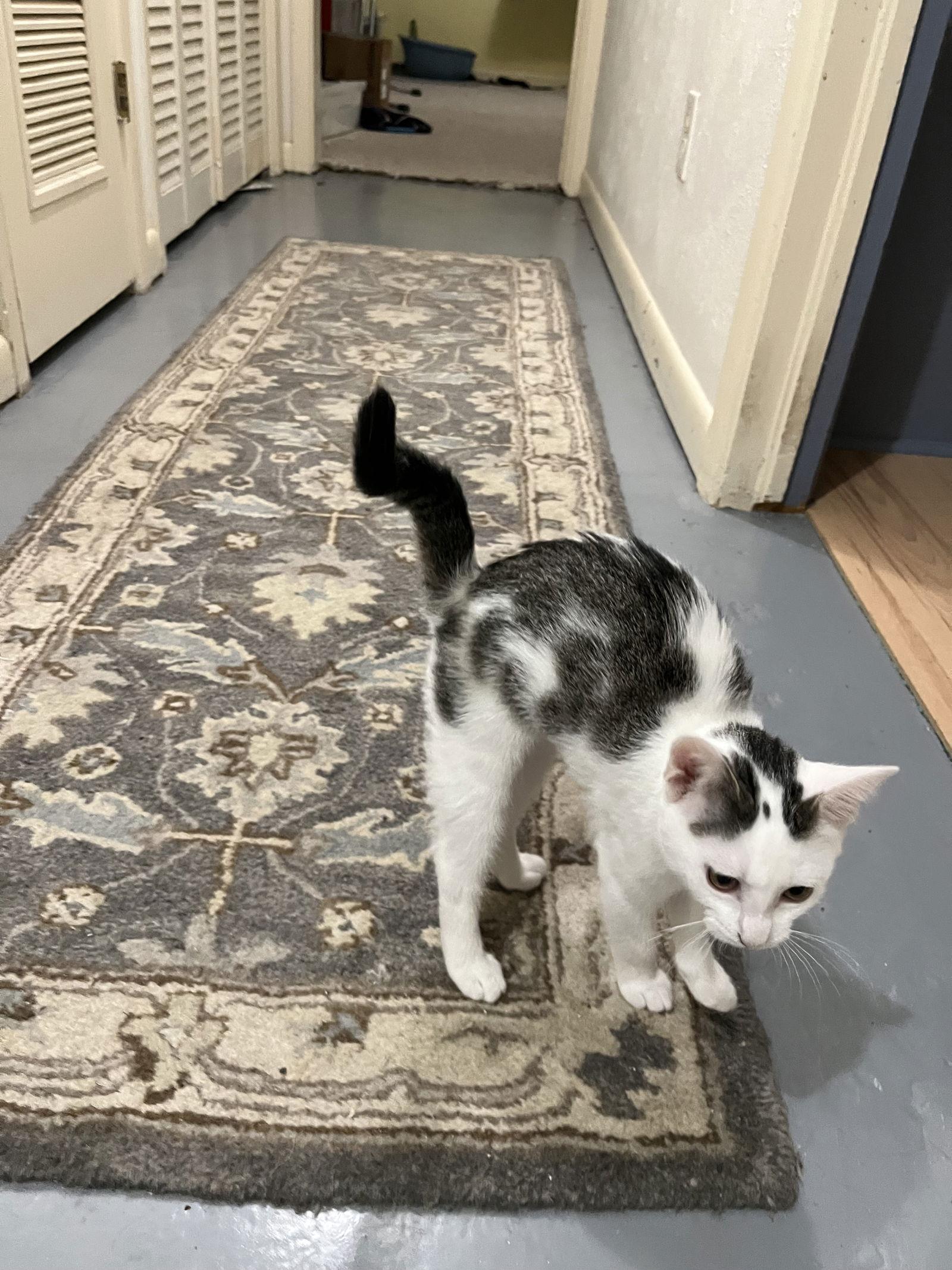 Melrose, a Adoptable Domestic Short Hair in McKinney, TX image 2/3