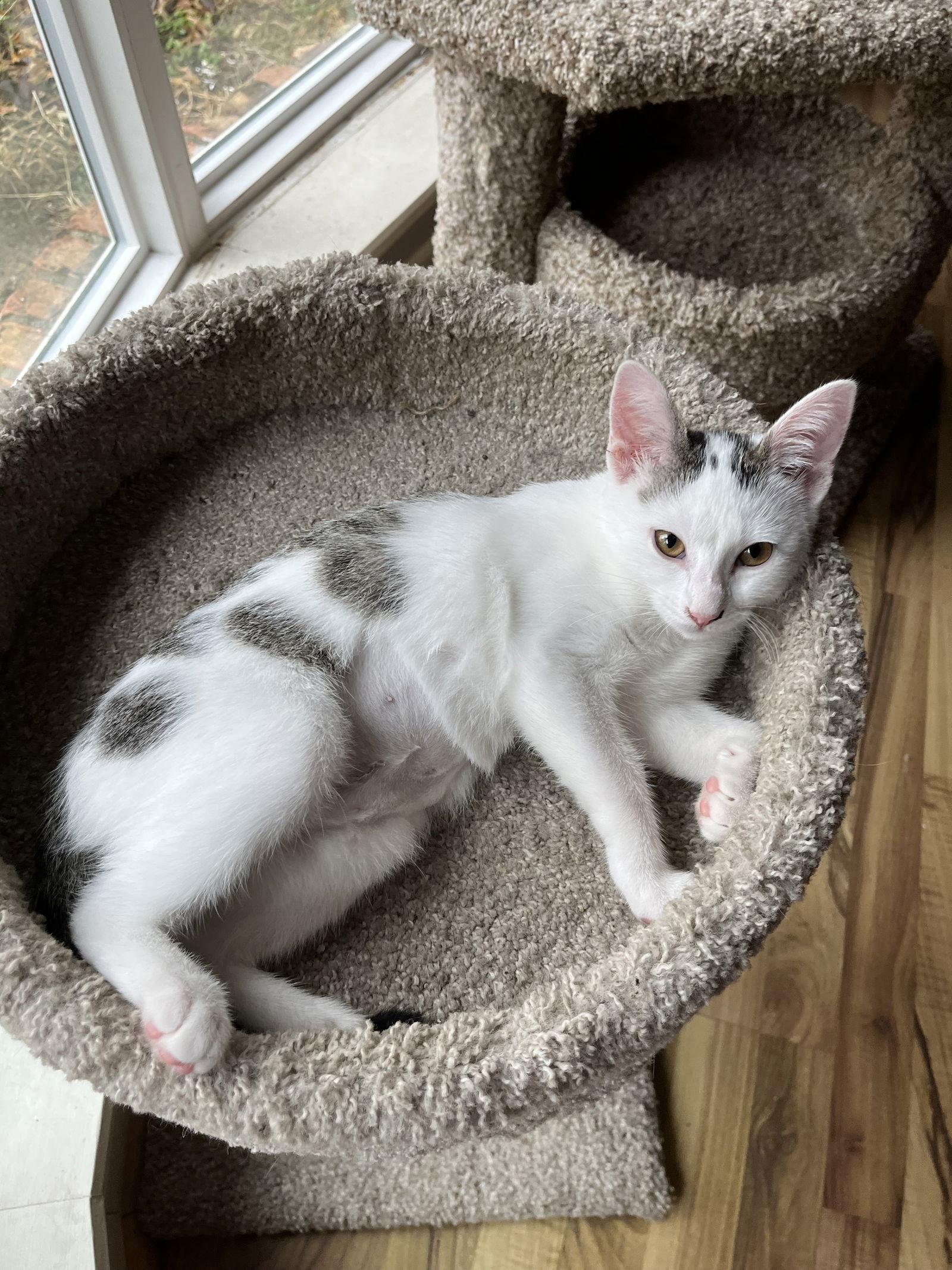 Melrose, a Adoptable Domestic Short Hair in McKinney, TX image 3/3