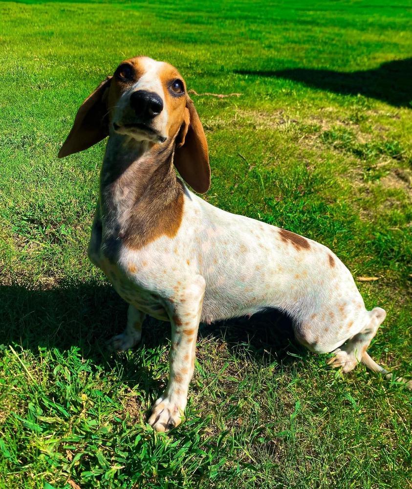 Alaska, Adoptable, Puppy Female Dachshund & Miniature Pinscher.