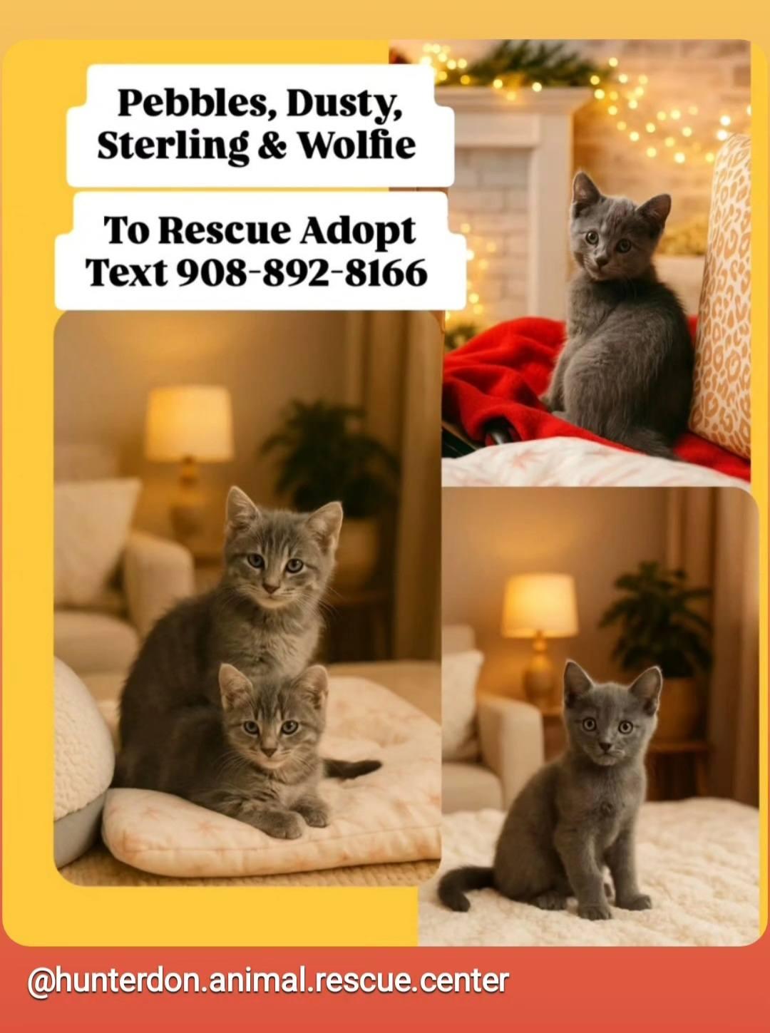 Pebbles, Sterling, Dusty and Wolfie, Adopted, Kitten Male Domestic Short Hair.