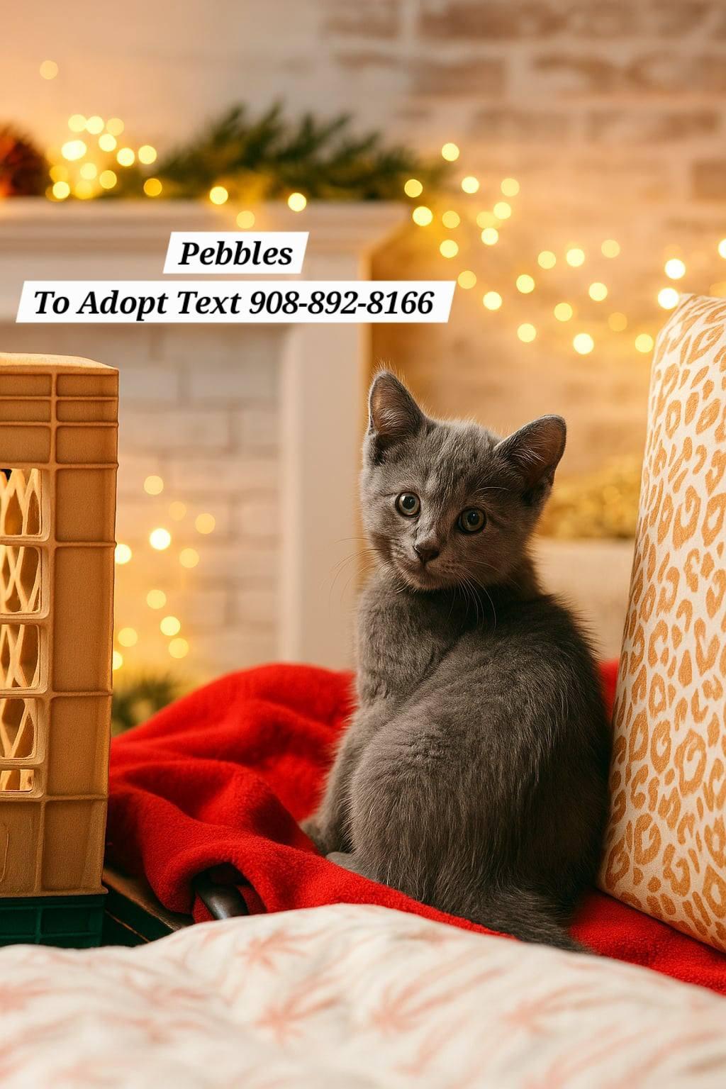 Pebbles, Sterling, Dusty and Wolfie, Adopted, Kitten Male Domestic Short Hair.