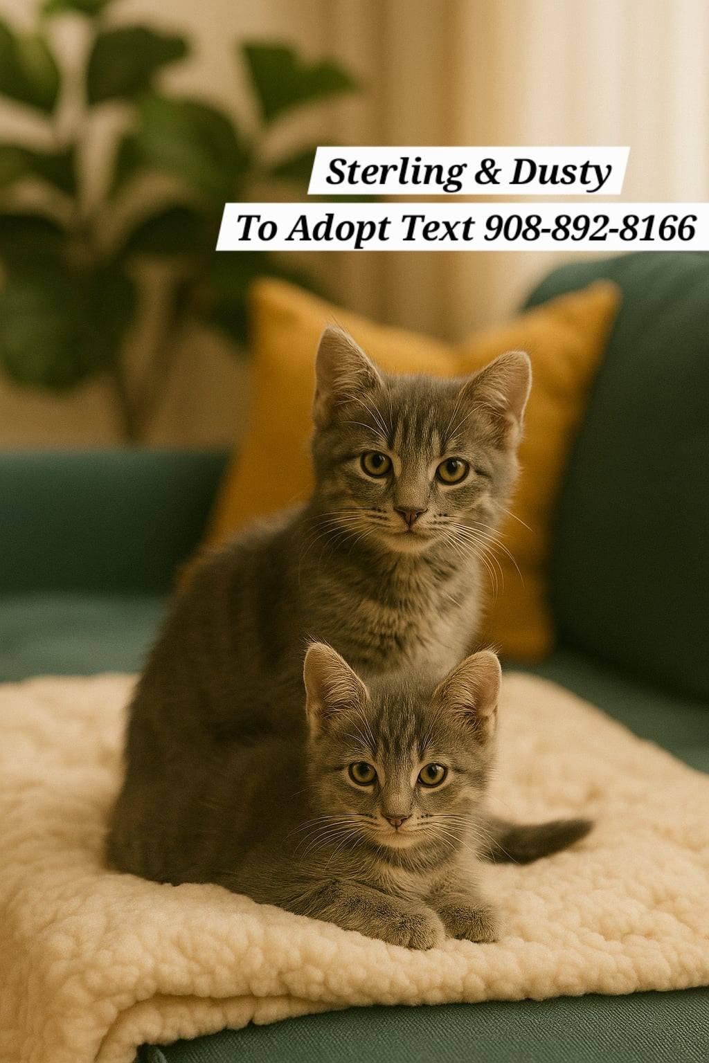 Enlarge Pebbles, Sterling, Dusty and Wolfie, a Adopted mixed breed in Bridgewater, NJ image 3/6