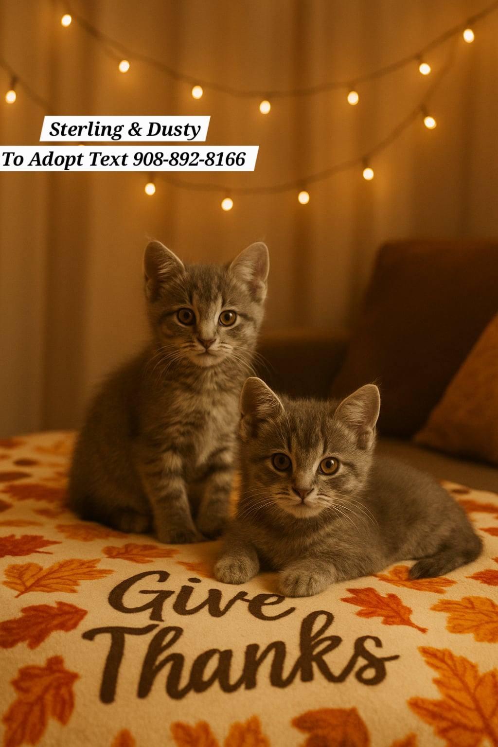 Enlarge Pebbles, Sterling, Dusty and Wolfie, a Adopted mixed breed in Bridgewater, NJ image 4/6