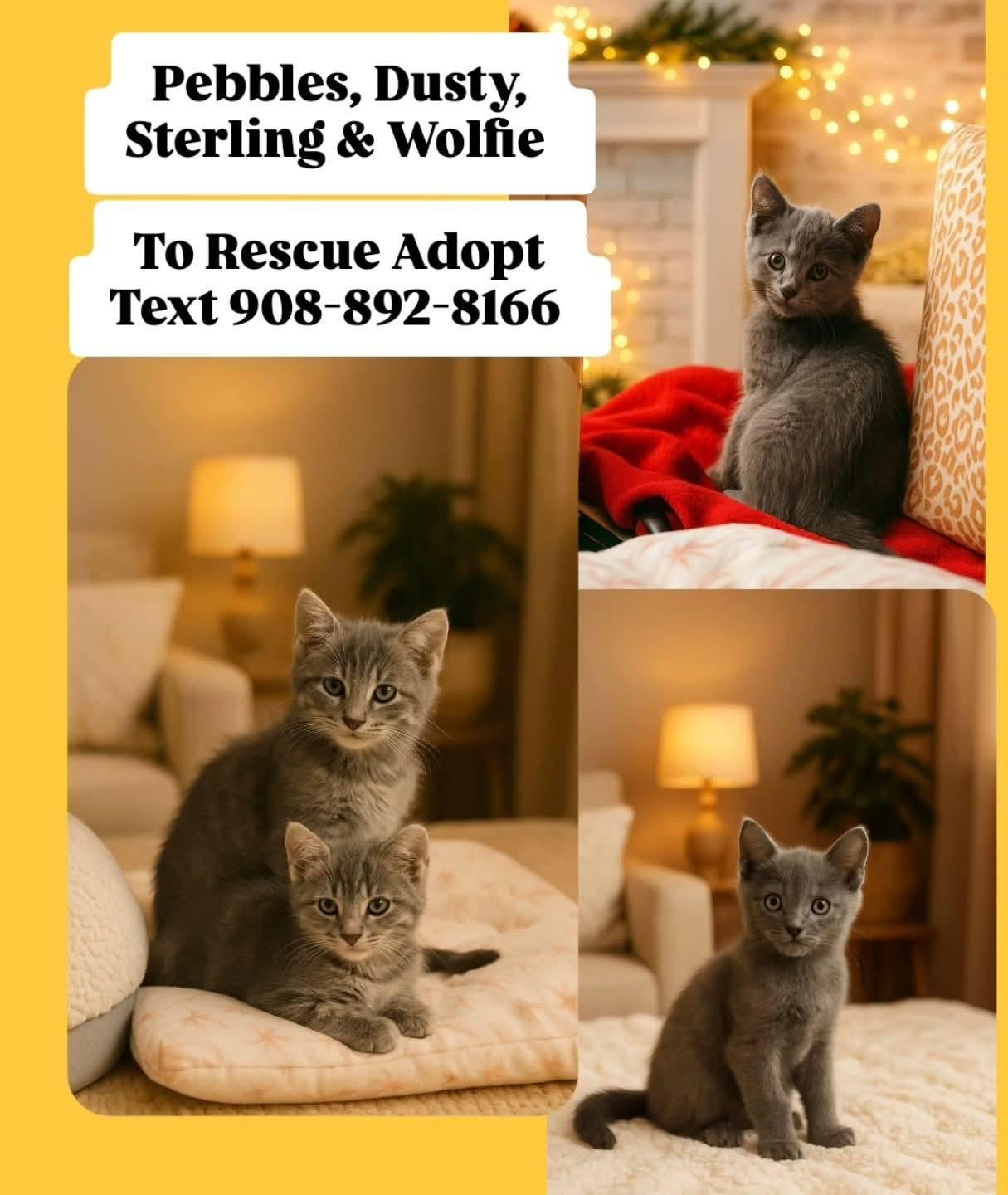 Enlarge Pebbles, Sterling, Dusty and Wolfie, a Adopted mixed breed in Bridgewater, NJ image 5/6