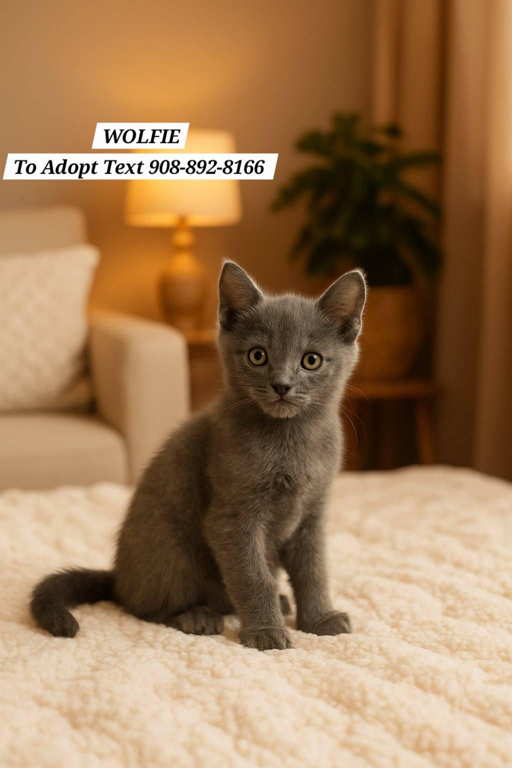 Enlarge Pebbles, Sterling, Dusty and Wolfie, a Adopted mixed breed in Bridgewater, NJ image 6/6