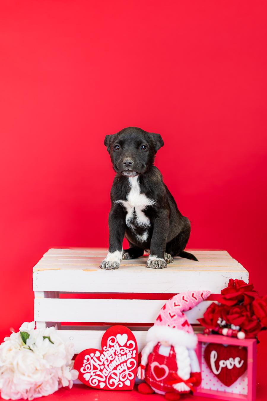 Enlarge 64-26, a ADOPTABLE mixed breed in Brighton, CO image 1/1