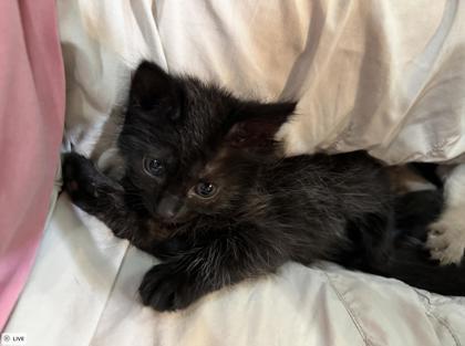 Enlarge Magnolia, a Adoptable mixed breed in Lawrenceville, GA image 3/3