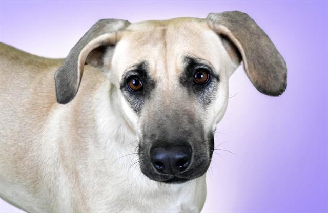 Enlarge ARENA, a Adoptable mixed breed in Fort Lauderdale, FL image 1/1