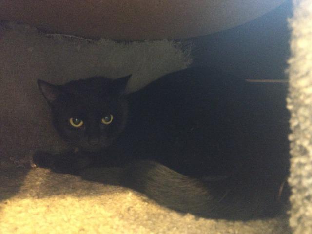 Ursula, Adoptable, Adult Female Domestic Short Hair.