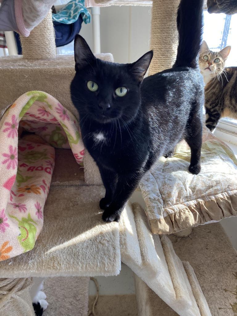 Ursula, Adoptable, Adult Female Domestic Short Hair.