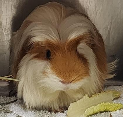 Enlarge Mark Twain, a ADOPTABLE Guinea Pig in Bellingham, WA image 2/4