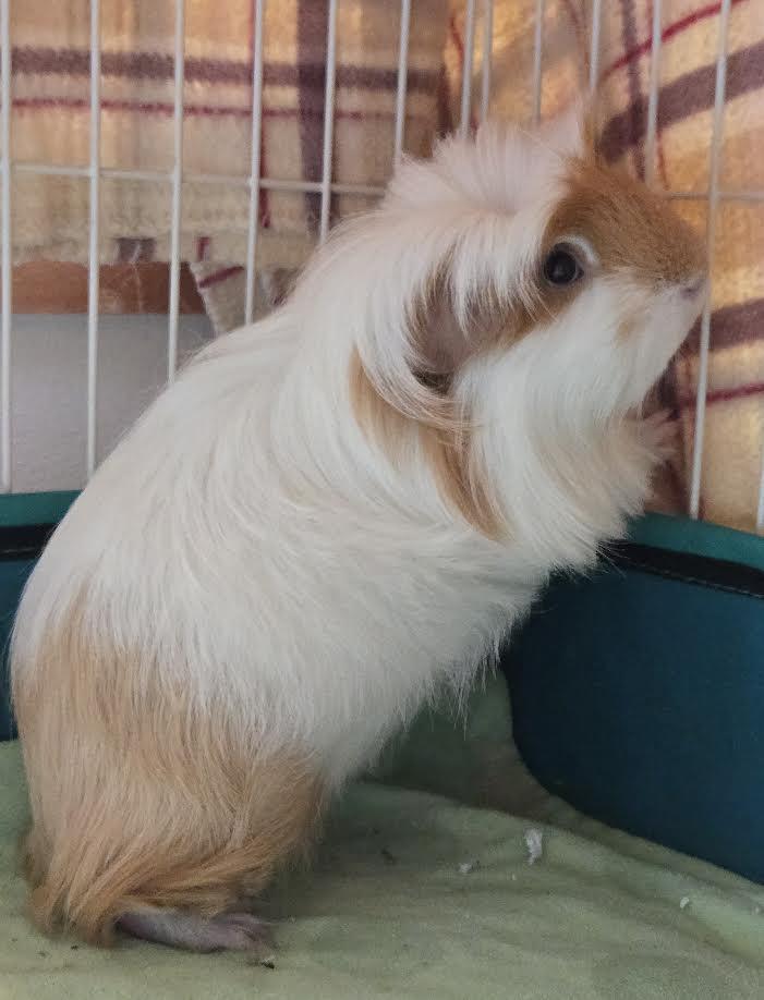 Enlarge Mark Twain, a ADOPTABLE Guinea Pig in Bellingham, WA image 3/4