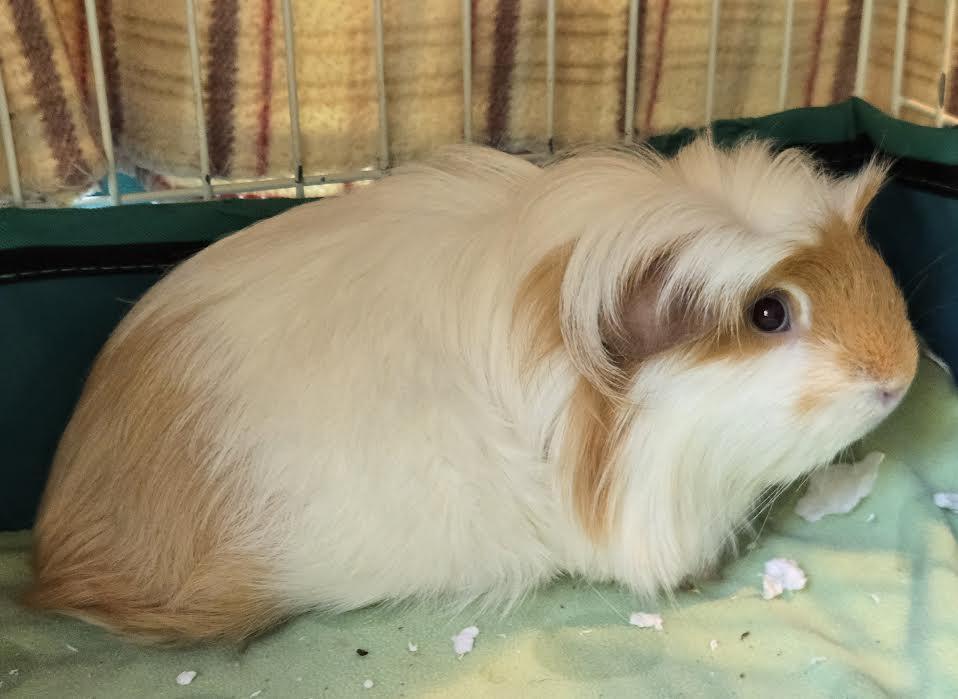 Enlarge Mark Twain, a ADOPTABLE Guinea Pig in Bellingham, WA image 4/4