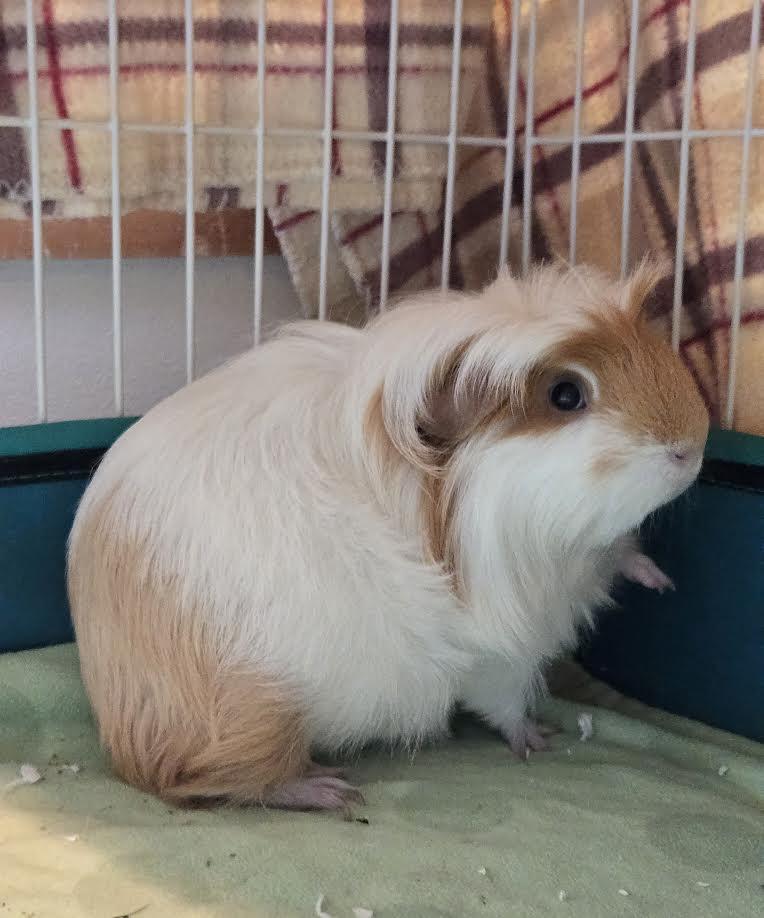 Enlarge Mark Twain, a ADOPTABLE Guinea Pig in Bellingham, WA image 1/4