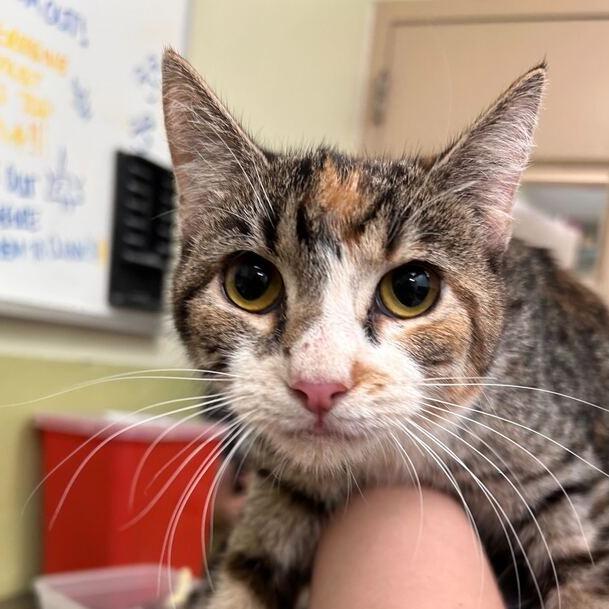 Ashlee, Adoptable, Adult Female Domestic Short Hair.