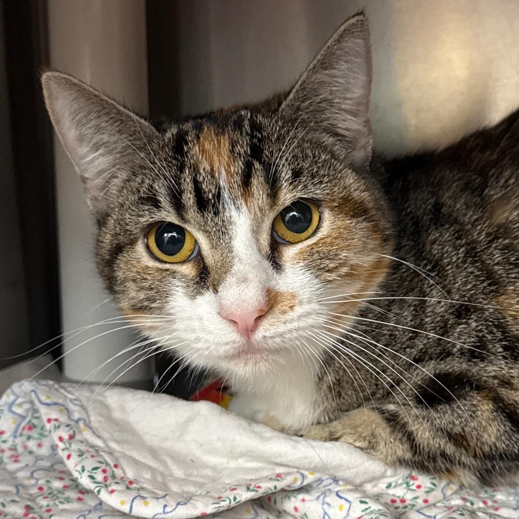 Ashlee, Adoptable, Adult Female Domestic Short Hair.