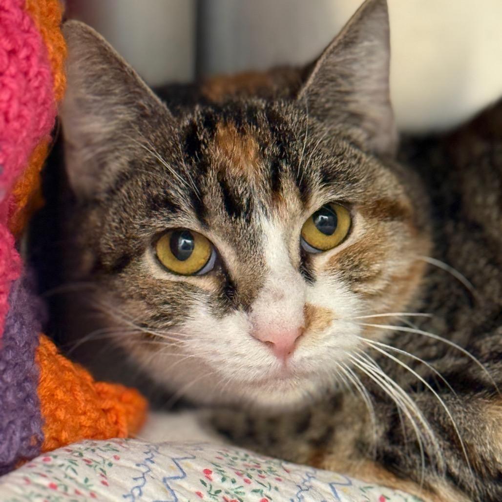 Ashlee, a Adoptable Domestic Short Hair in Perkiomenville, PA image 2/2