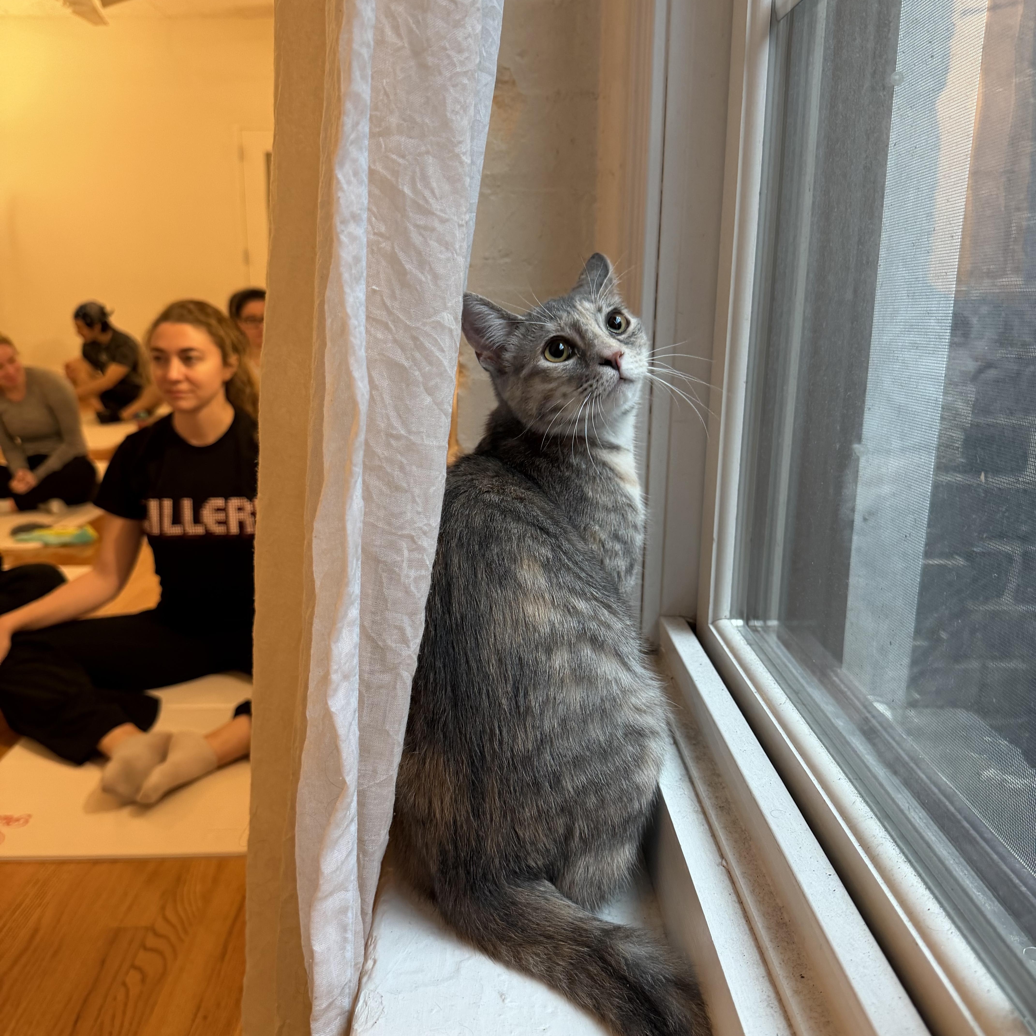 Enlarge Bronx River, a Adoptable mixed breed in Brooklyn, NY image 1/4