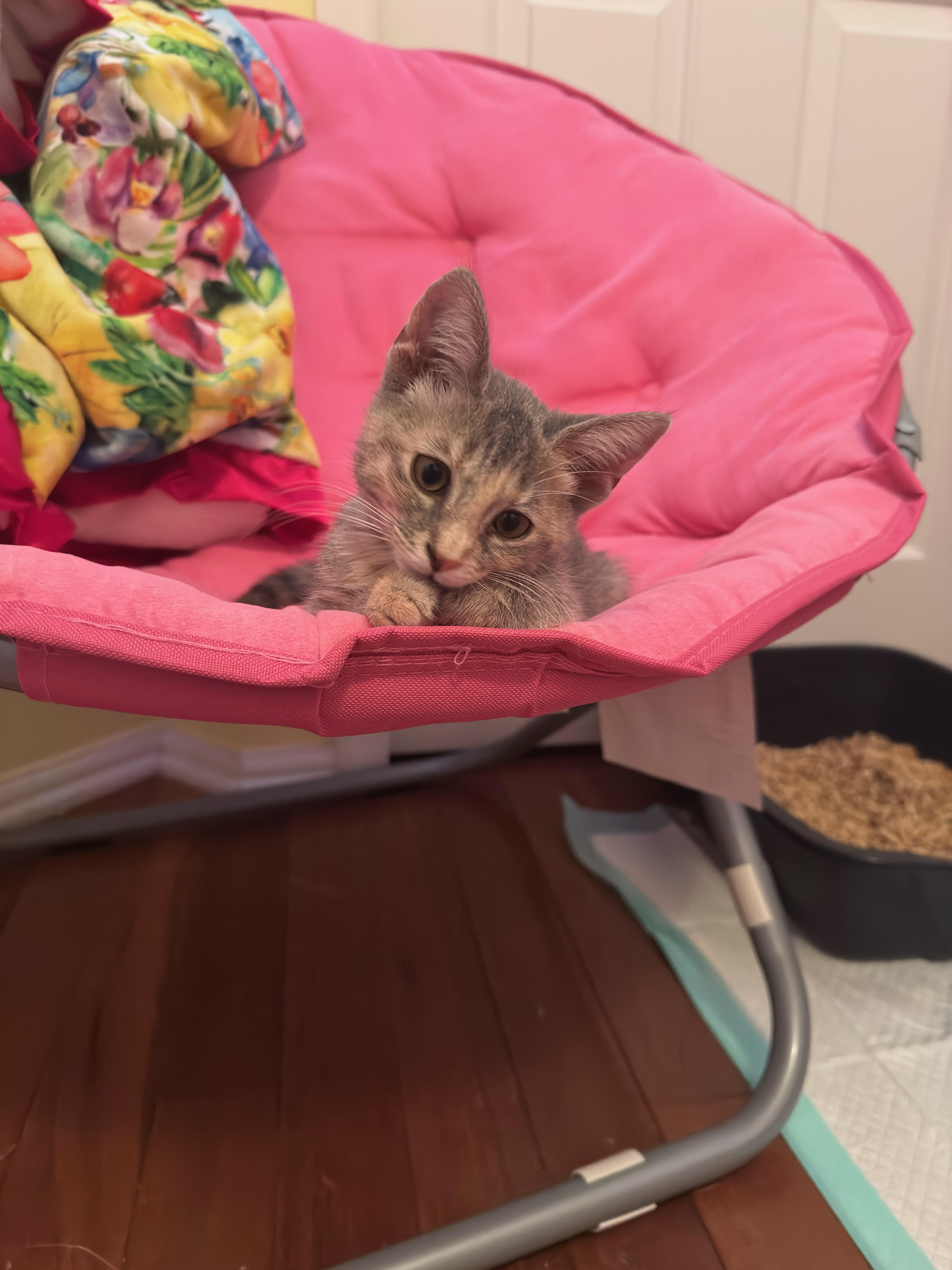 Enlarge Bronx River, a Adoptable mixed breed in Brooklyn, NY image 2/6