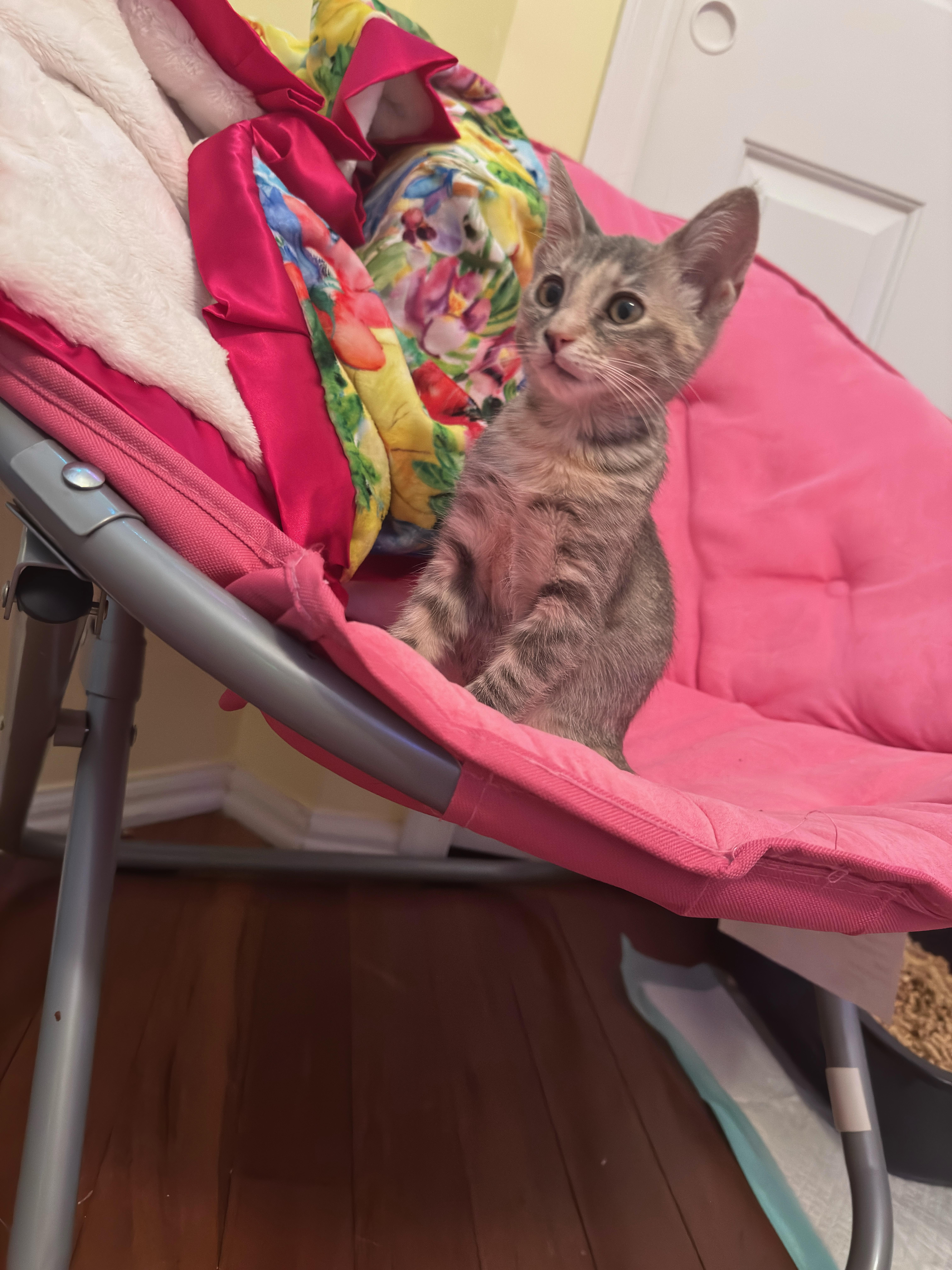 Enlarge Bronx River, a Adoptable mixed breed in Brooklyn, NY image 4/6