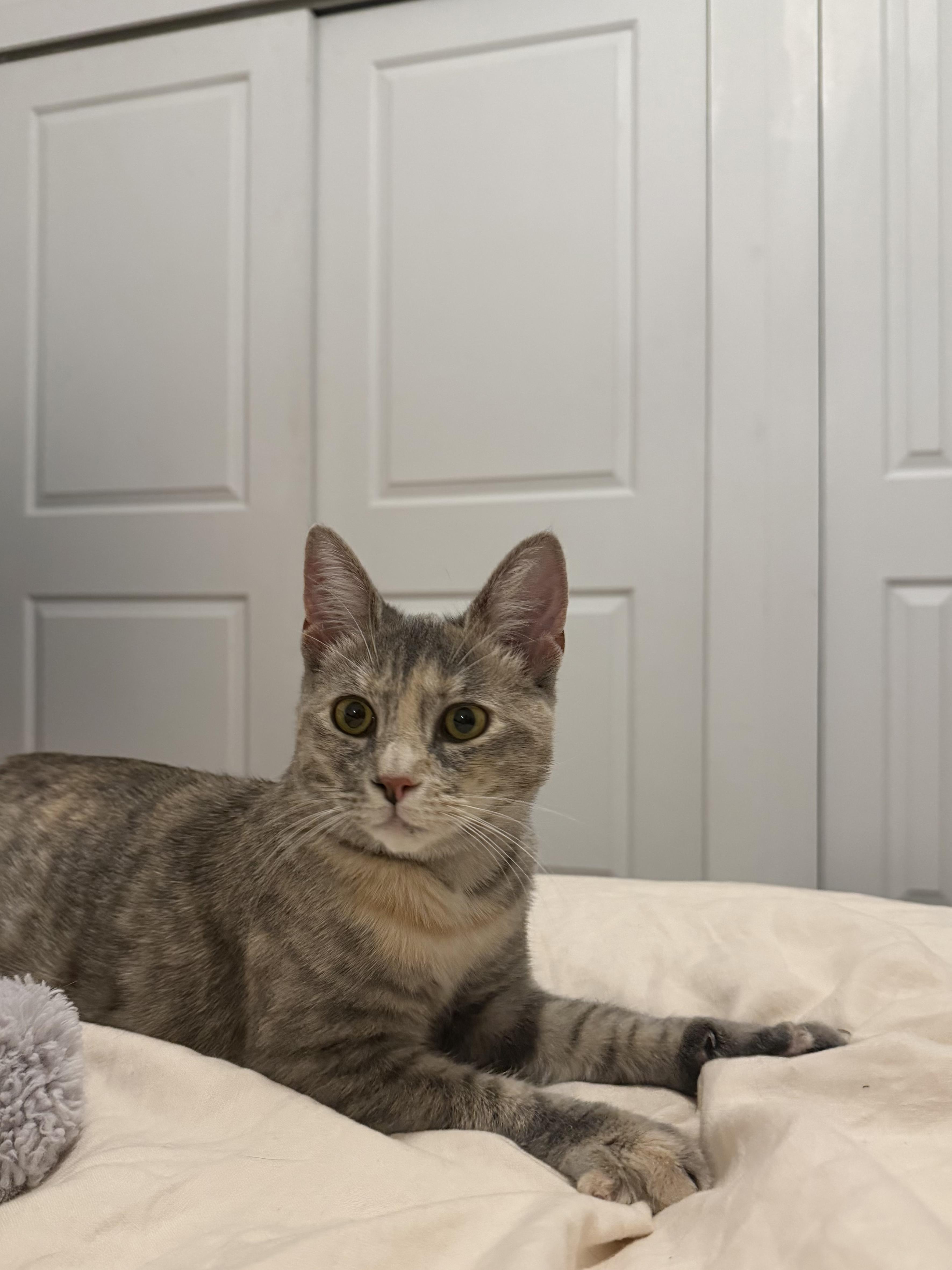 Enlarge Bronx River, a Adoptable mixed breed in Brooklyn, NY image 4/5