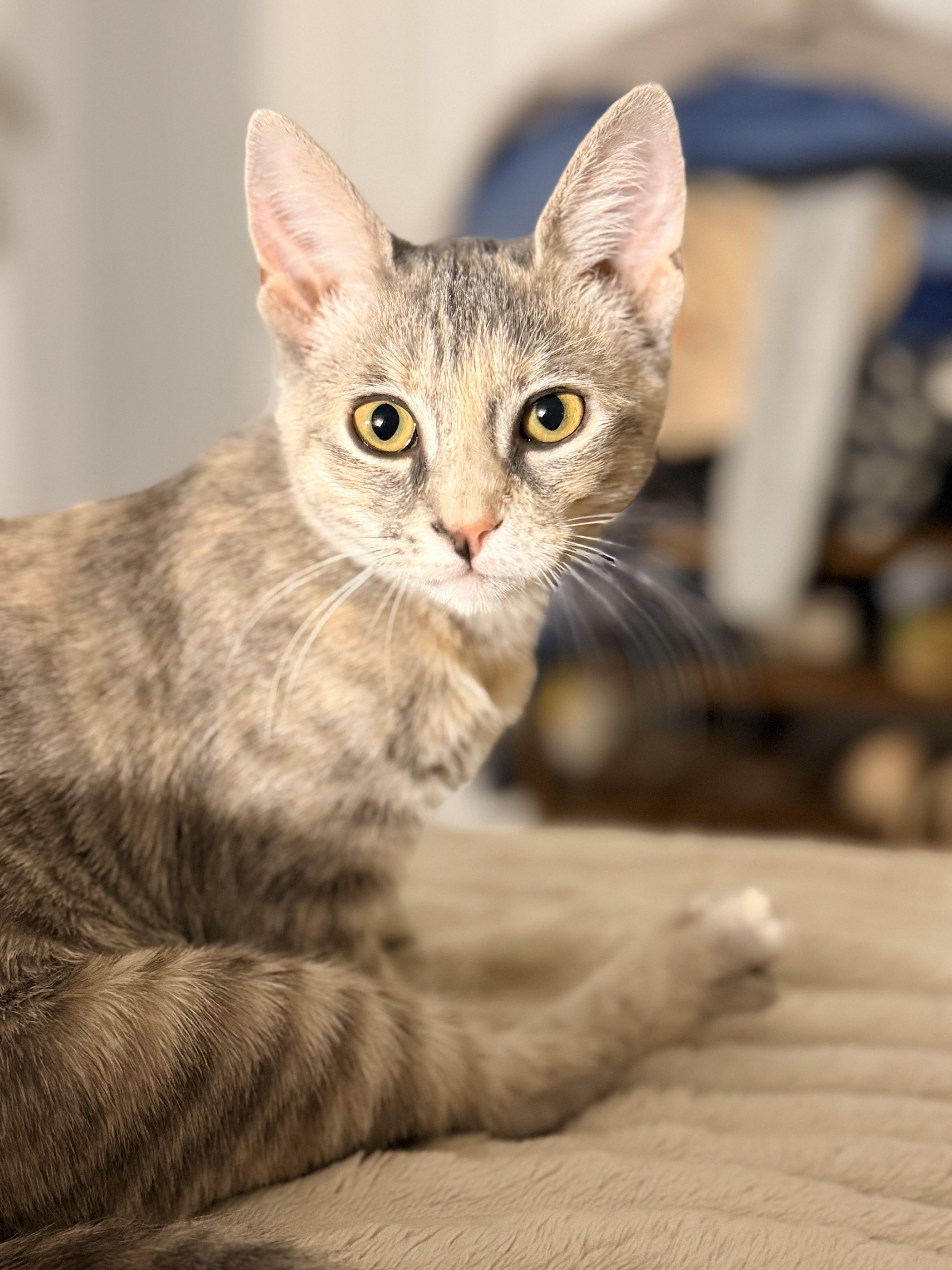 Bronx River, Adoptable, Kitten Female Domestic Short Hair & Dilute Tortoiseshell.