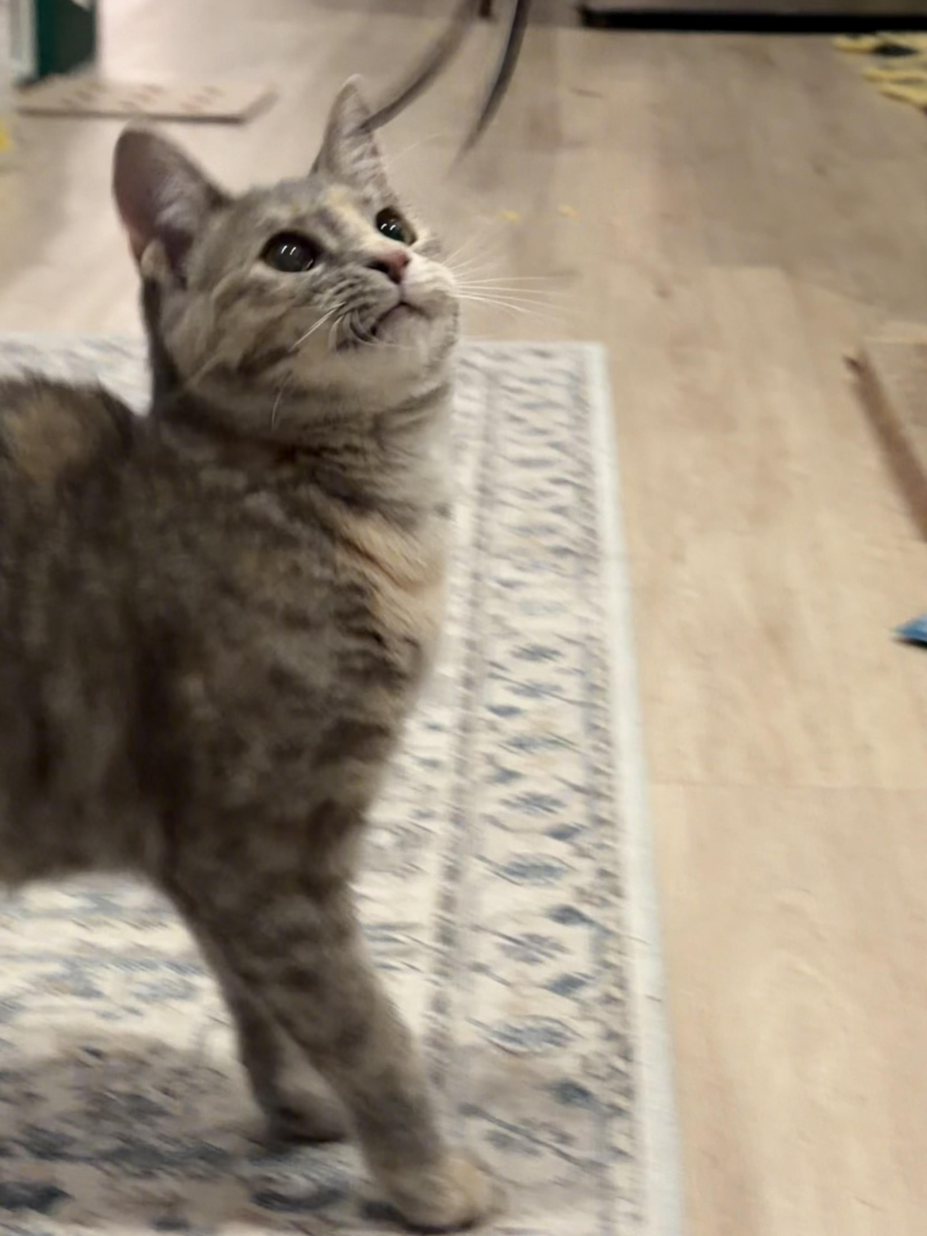 Enlarge Bronx River, a Adoptable mixed breed in Brooklyn, NY image 2/5