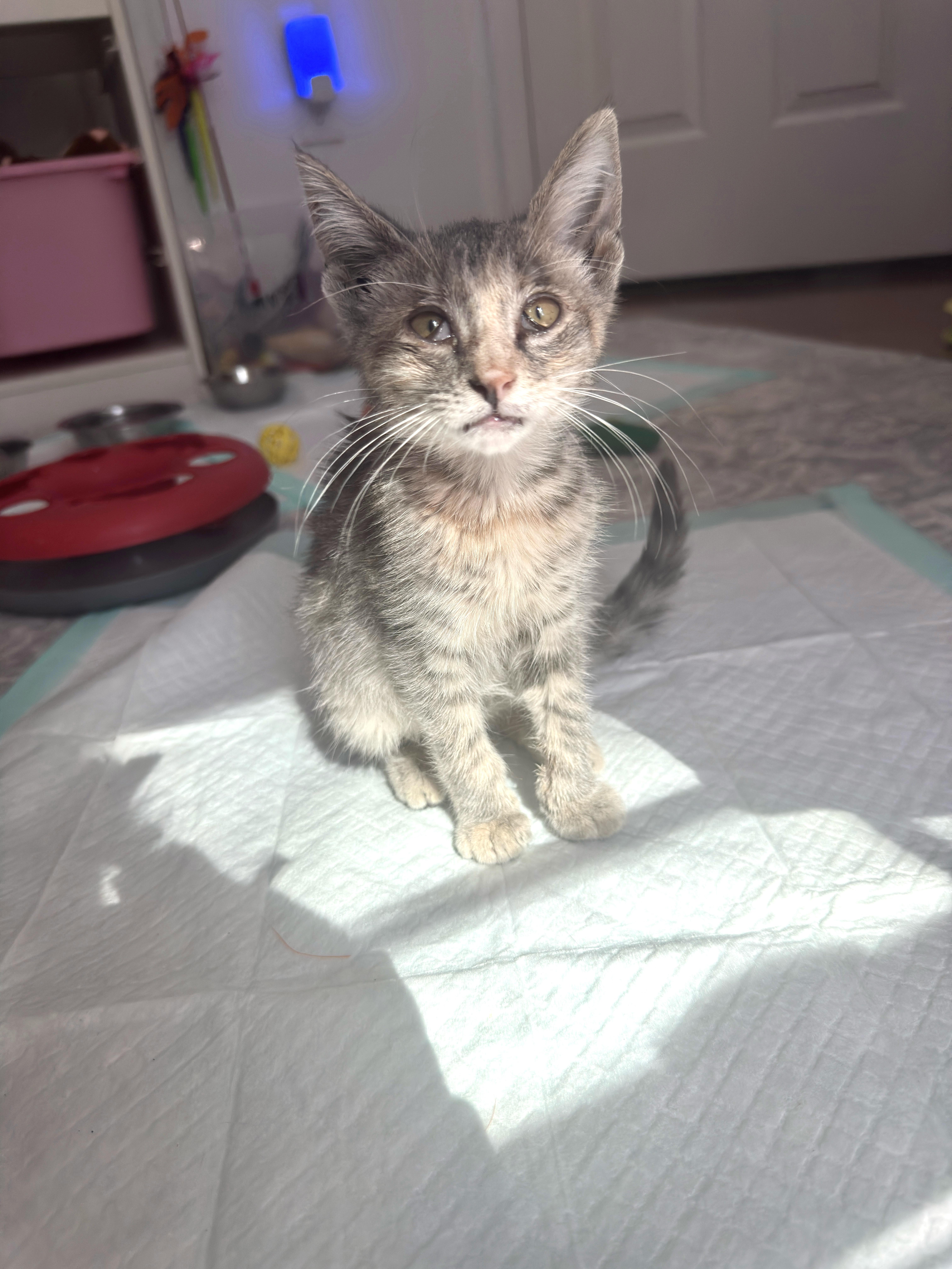 Enlarge Bronx River, a Adoptable mixed breed in Brooklyn, NY image 5/6