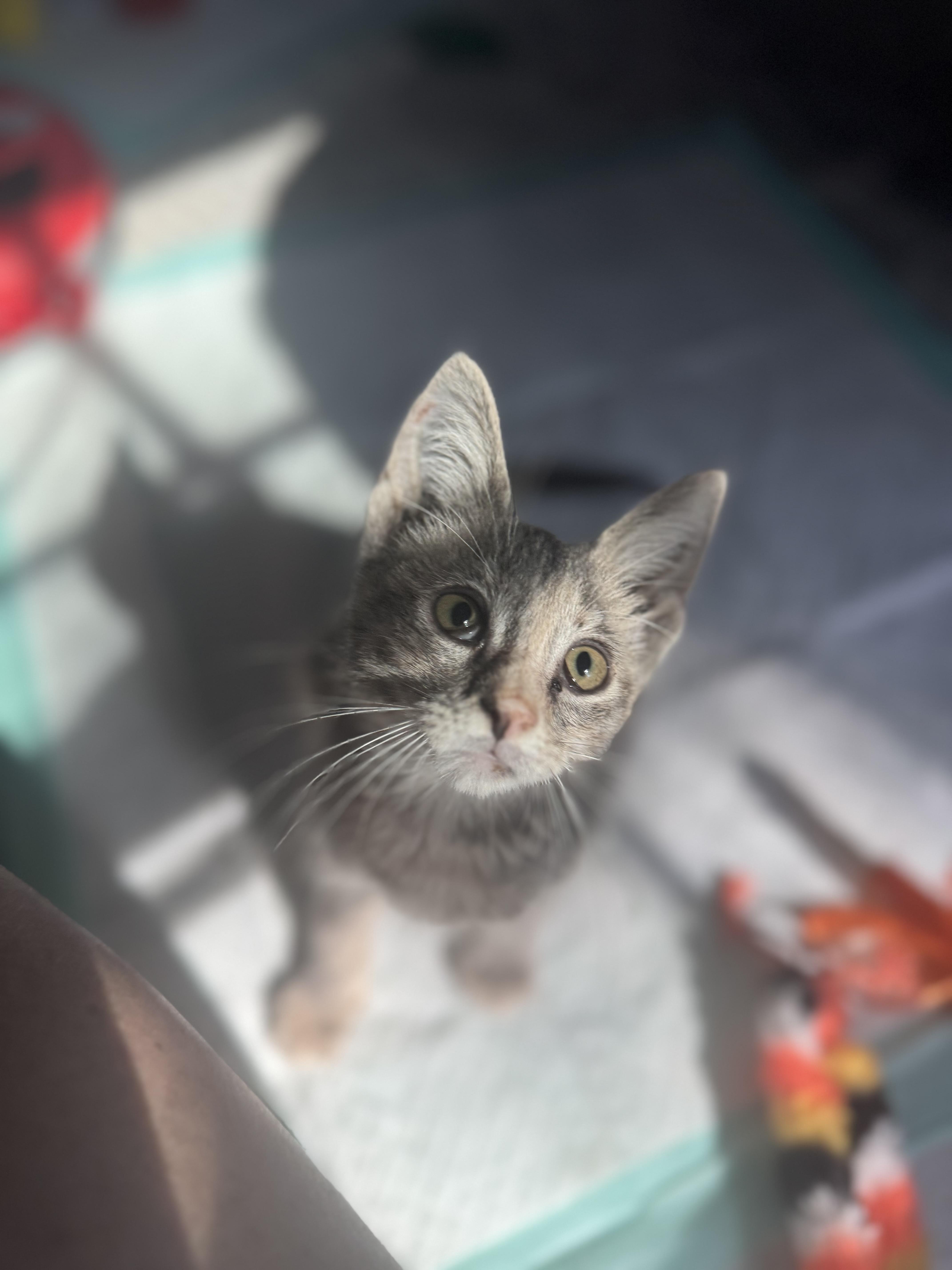 Enlarge Bronx River, a Adoptable mixed breed in Brooklyn, NY image 6/6