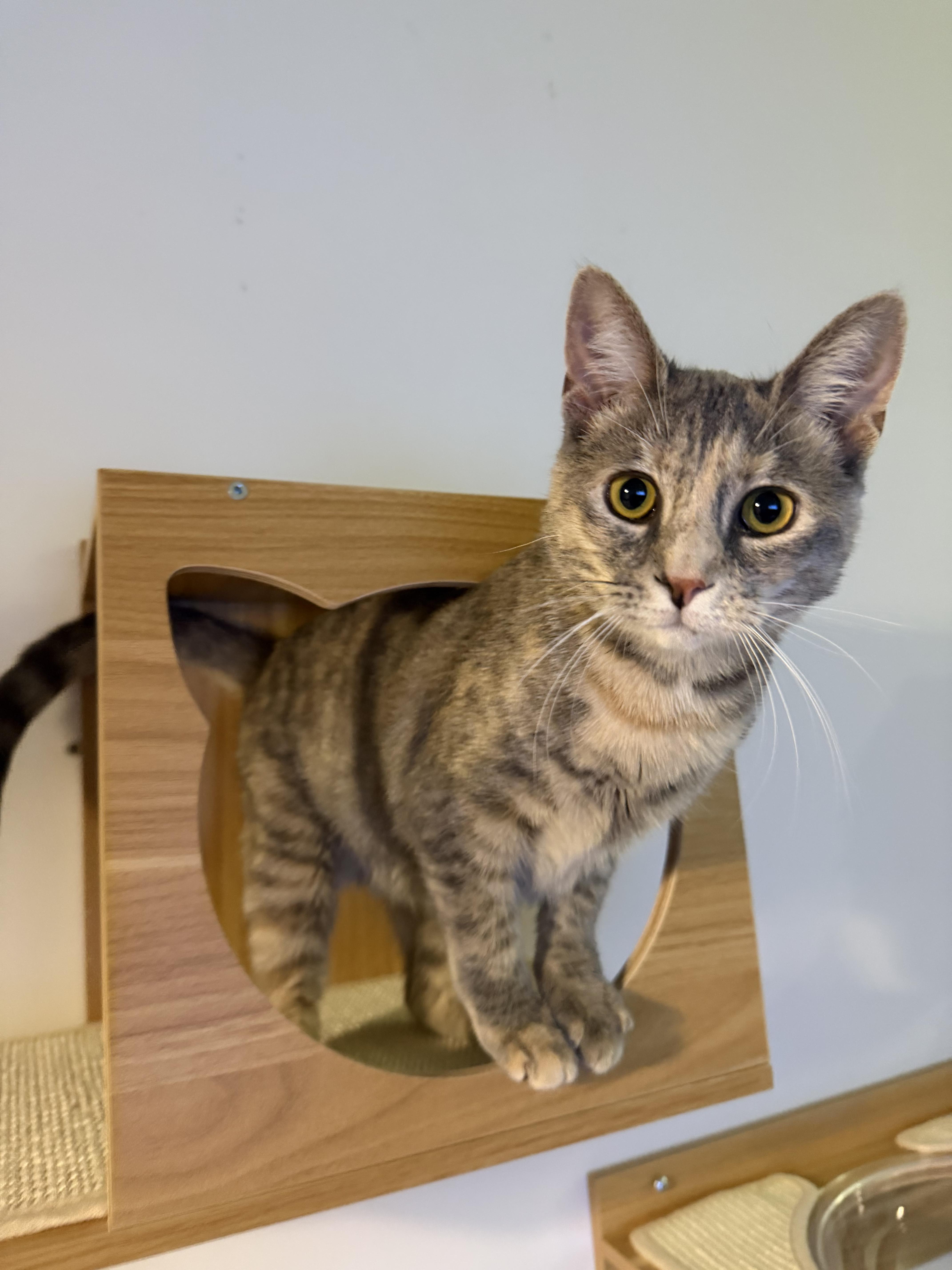 Bronx River, Adoptable, Kitten Female Domestic Short Hair & Dilute Tortoiseshell.