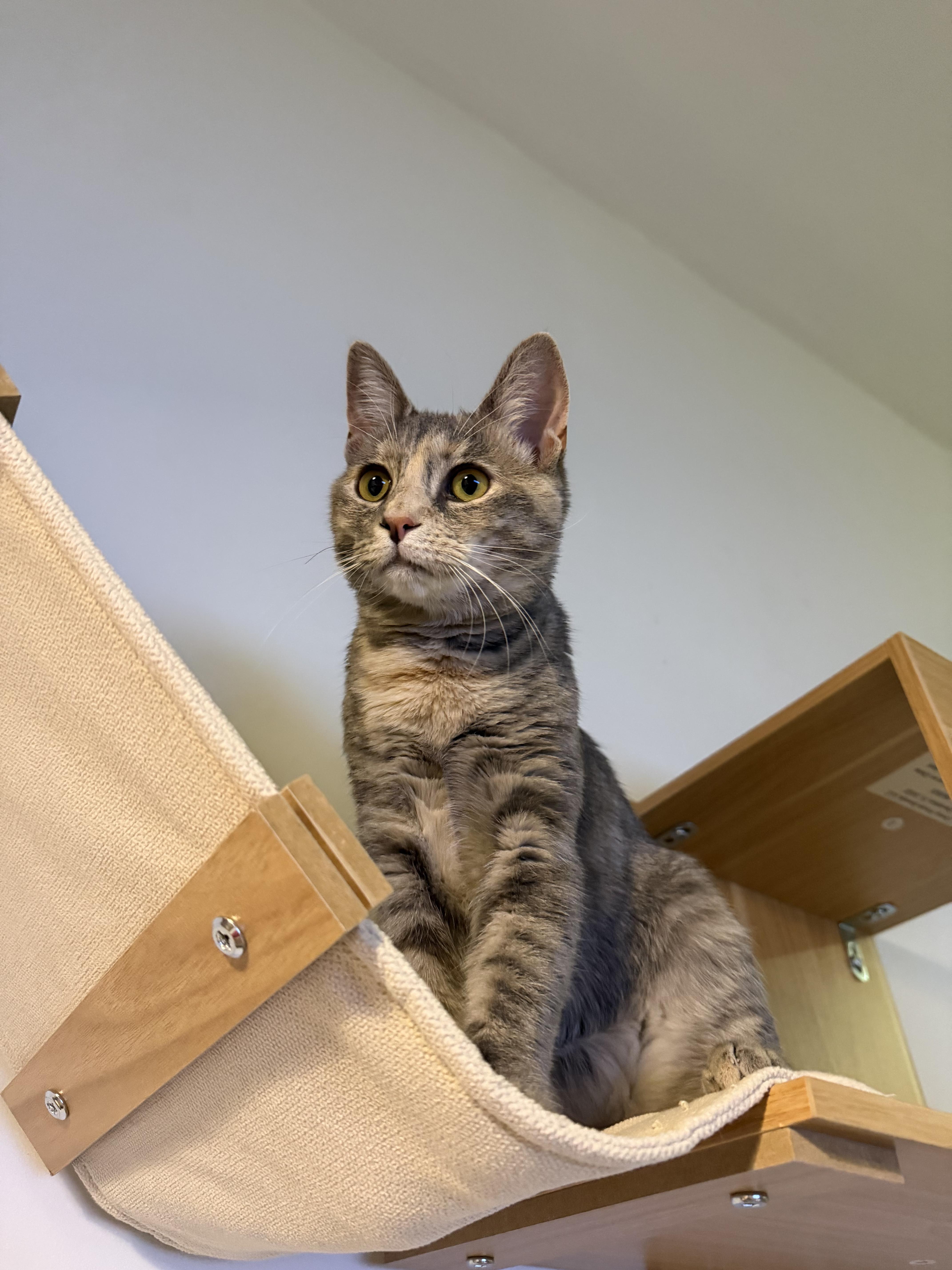 Enlarge Bronx River, a Adoptable mixed breed in Brooklyn, NY image 3/5