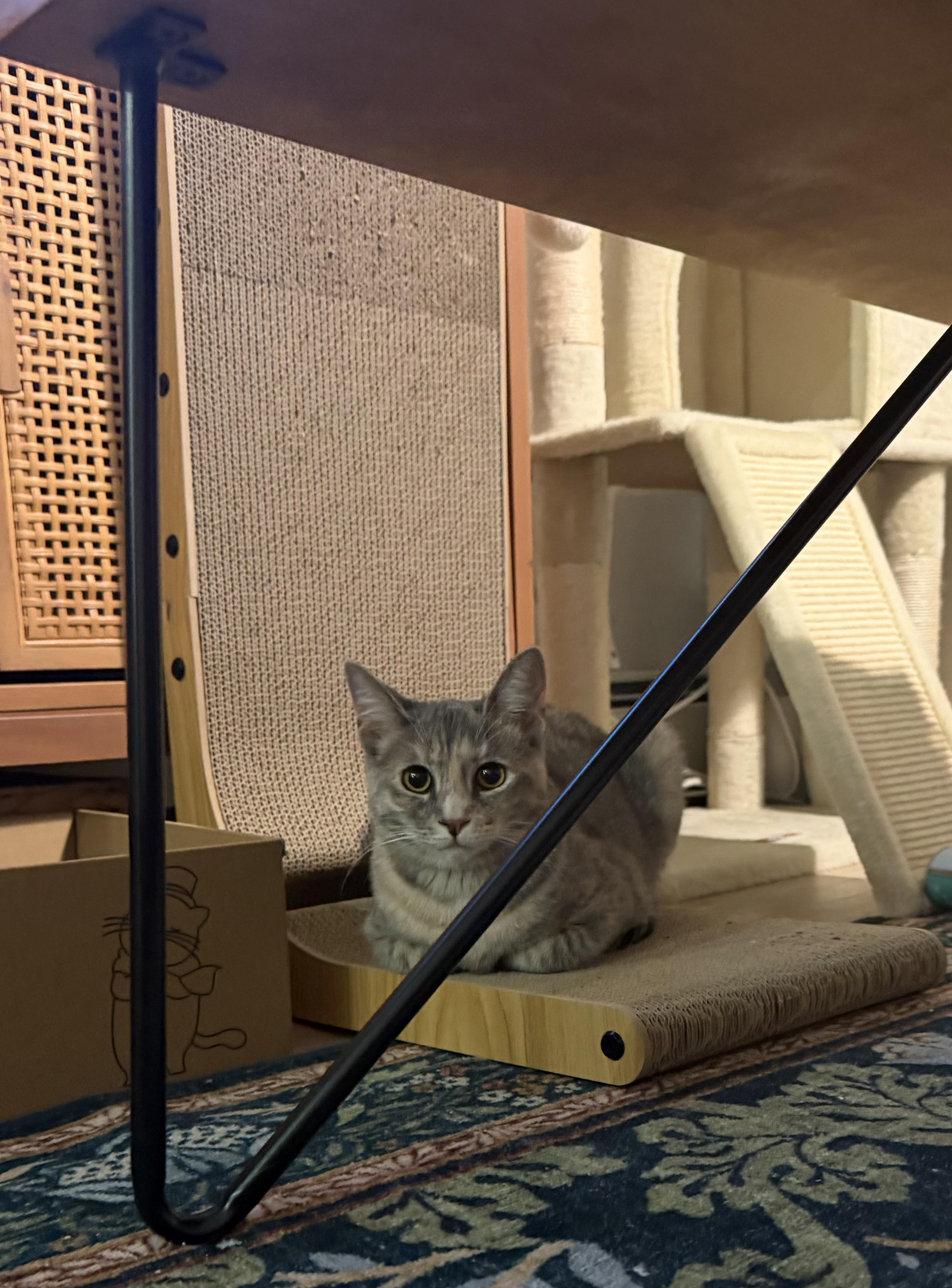 Enlarge Bronx River, a Adoptable mixed breed in Brooklyn, NY image 5/5