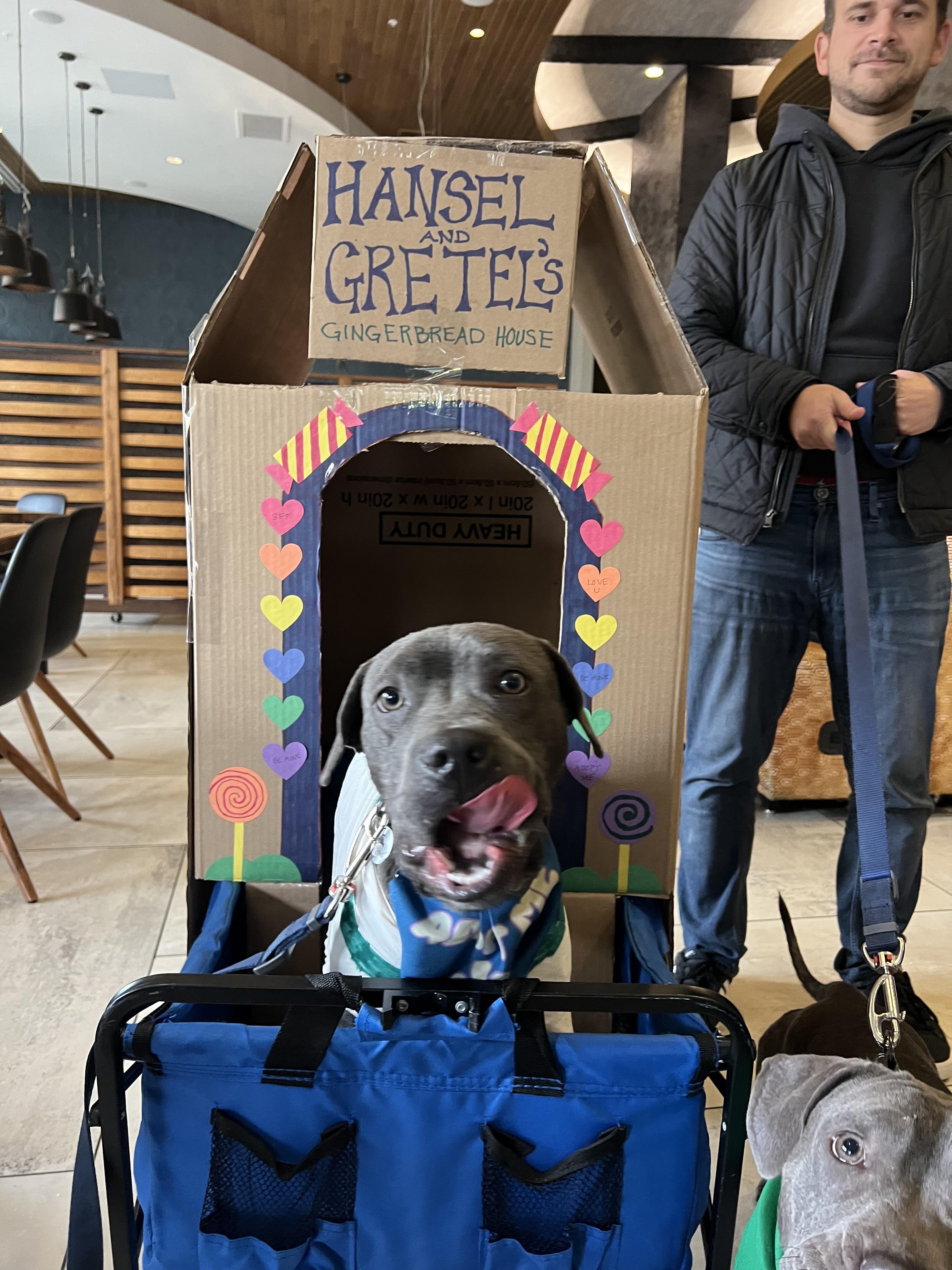 Hansel, a Adoptable mixed breed in Seattle, WA image 3/5