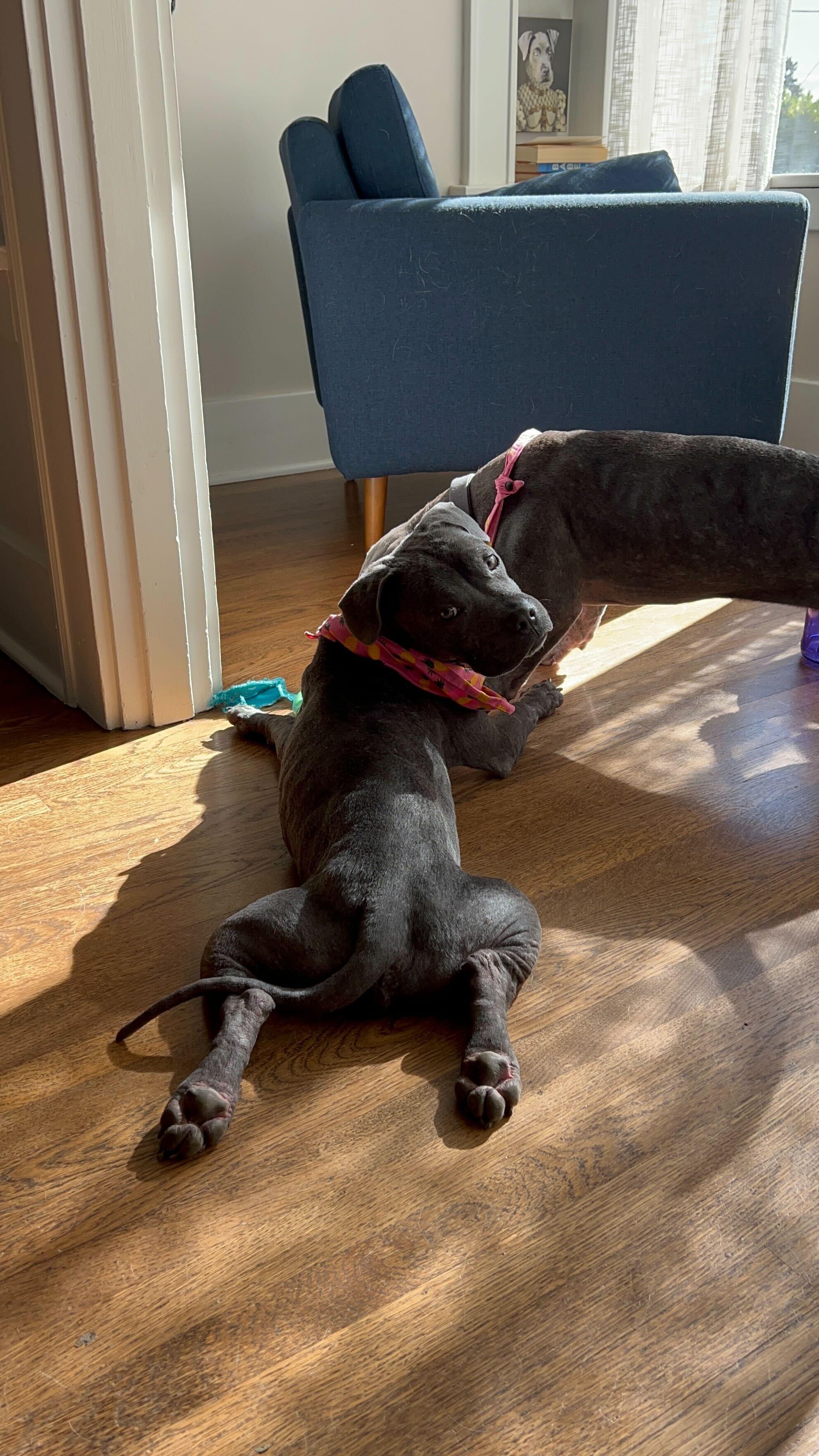 Hansel, a Adoptable mixed breed in Seattle, WA image 5/5